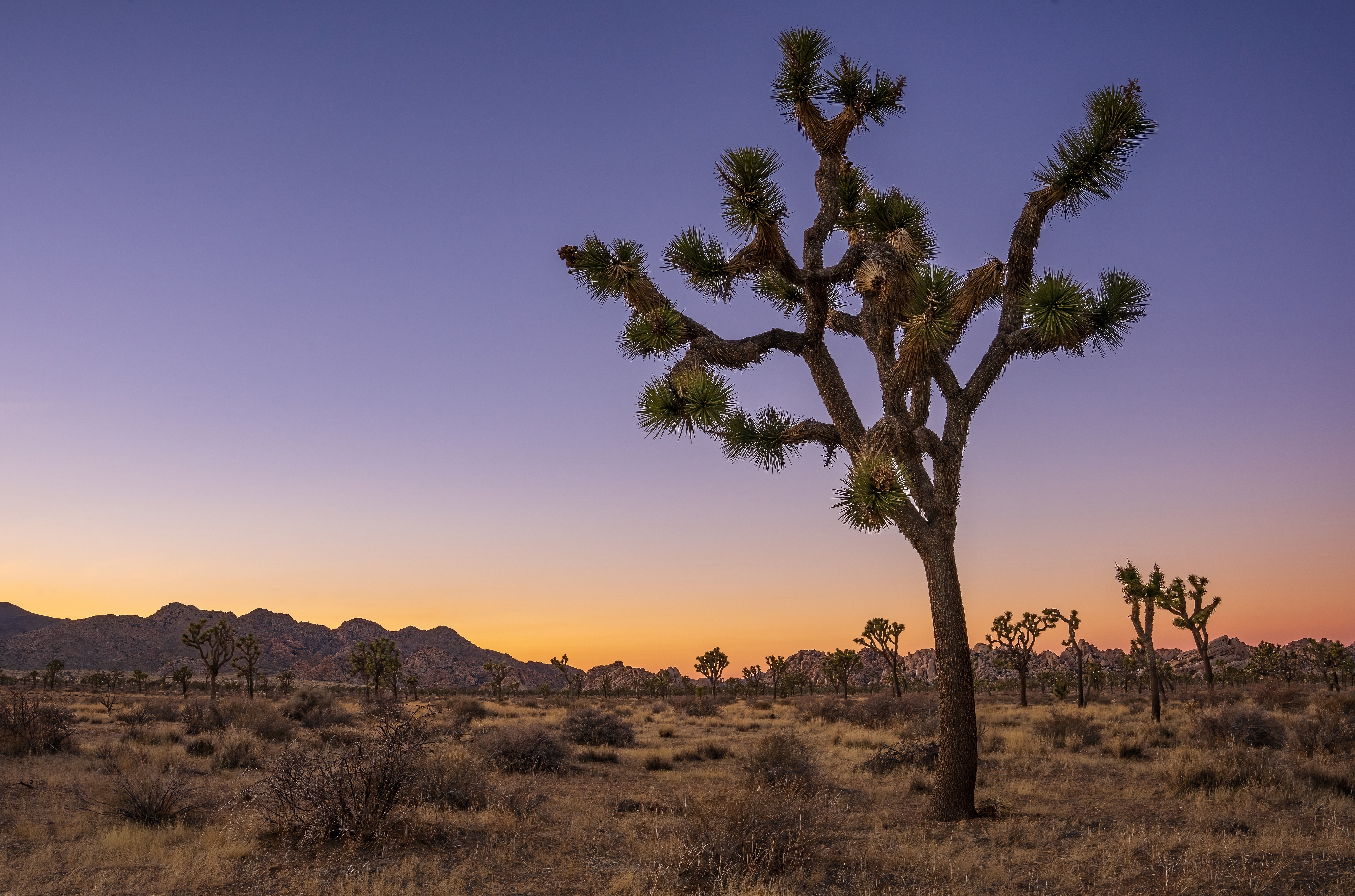 Joshua Tree National Park at sunset glow HD Wallpaper