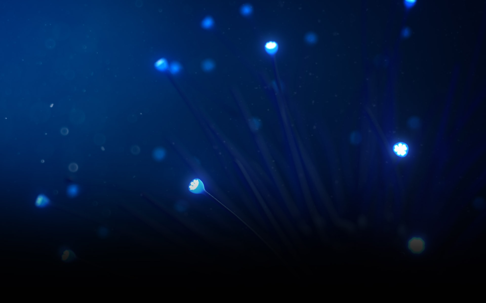 Glowing blue bioluminescent organisms in dark water HD Wallpaper