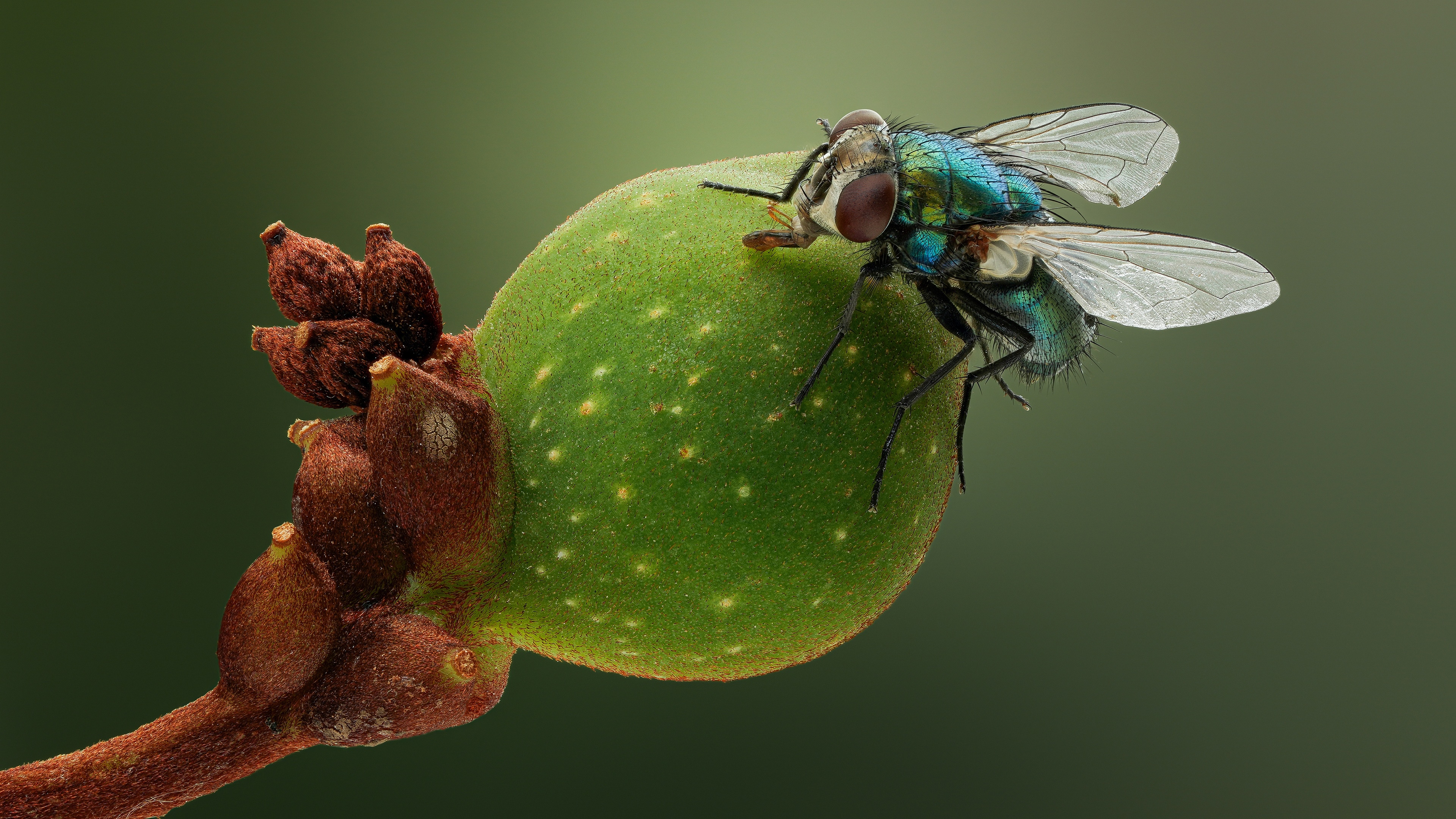 Field Fly Insect 4K, insect, Fly, branch, wings, macro, nature, HD Wallpaper | Rare Gallery