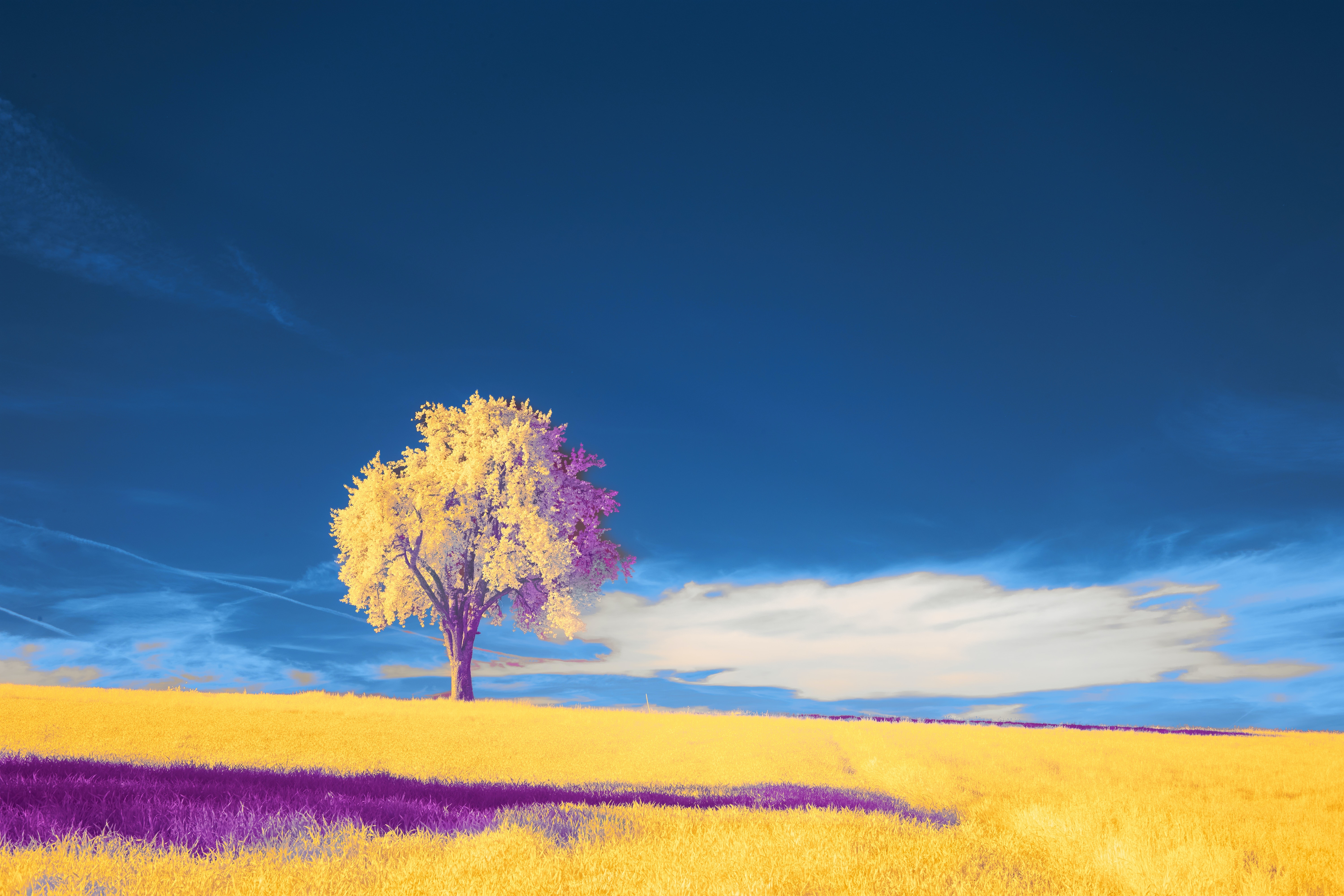 4K landscape with tree and clouds HD Wallpaper