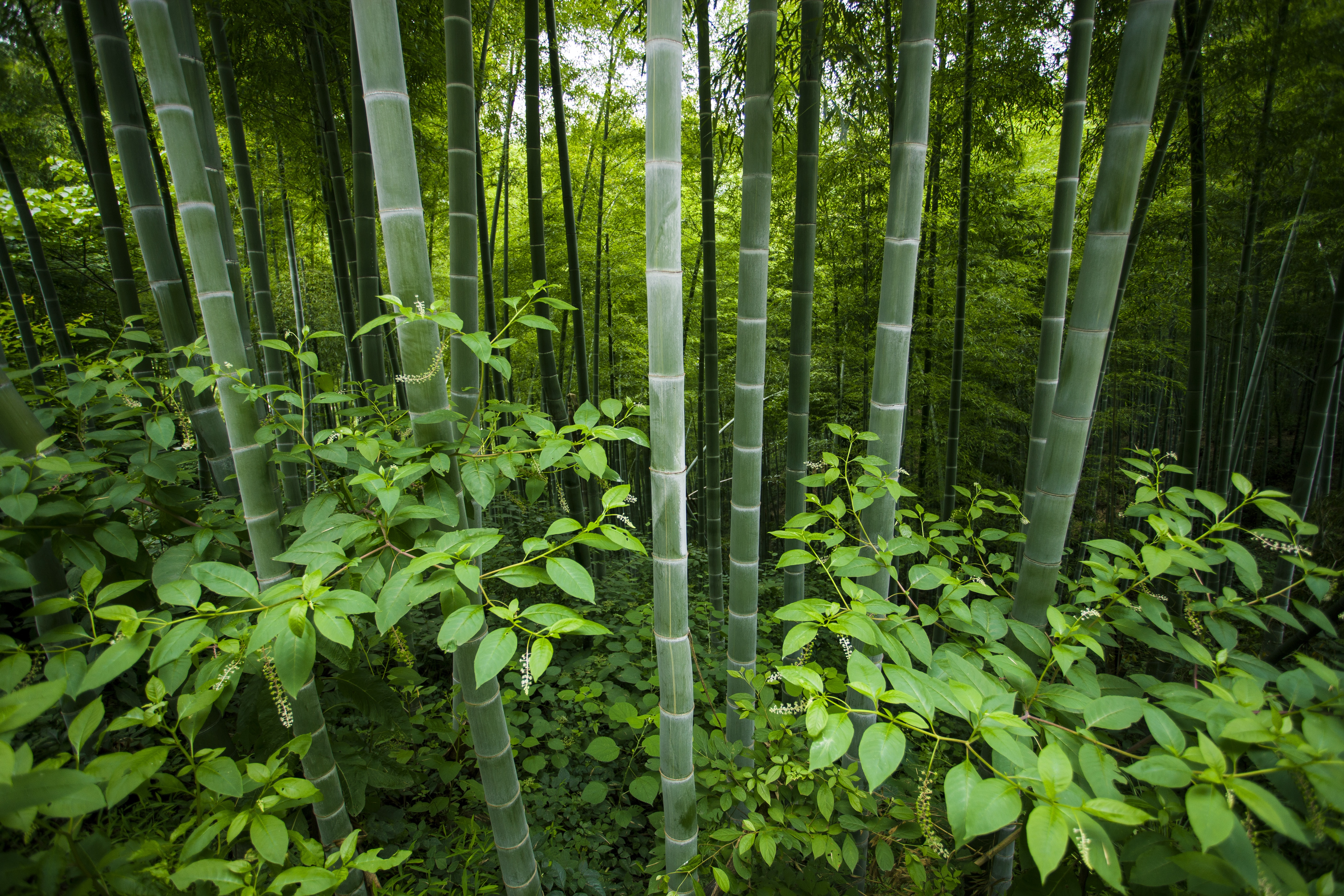 4K Bamboo Forest Landscape HD Wallpaper