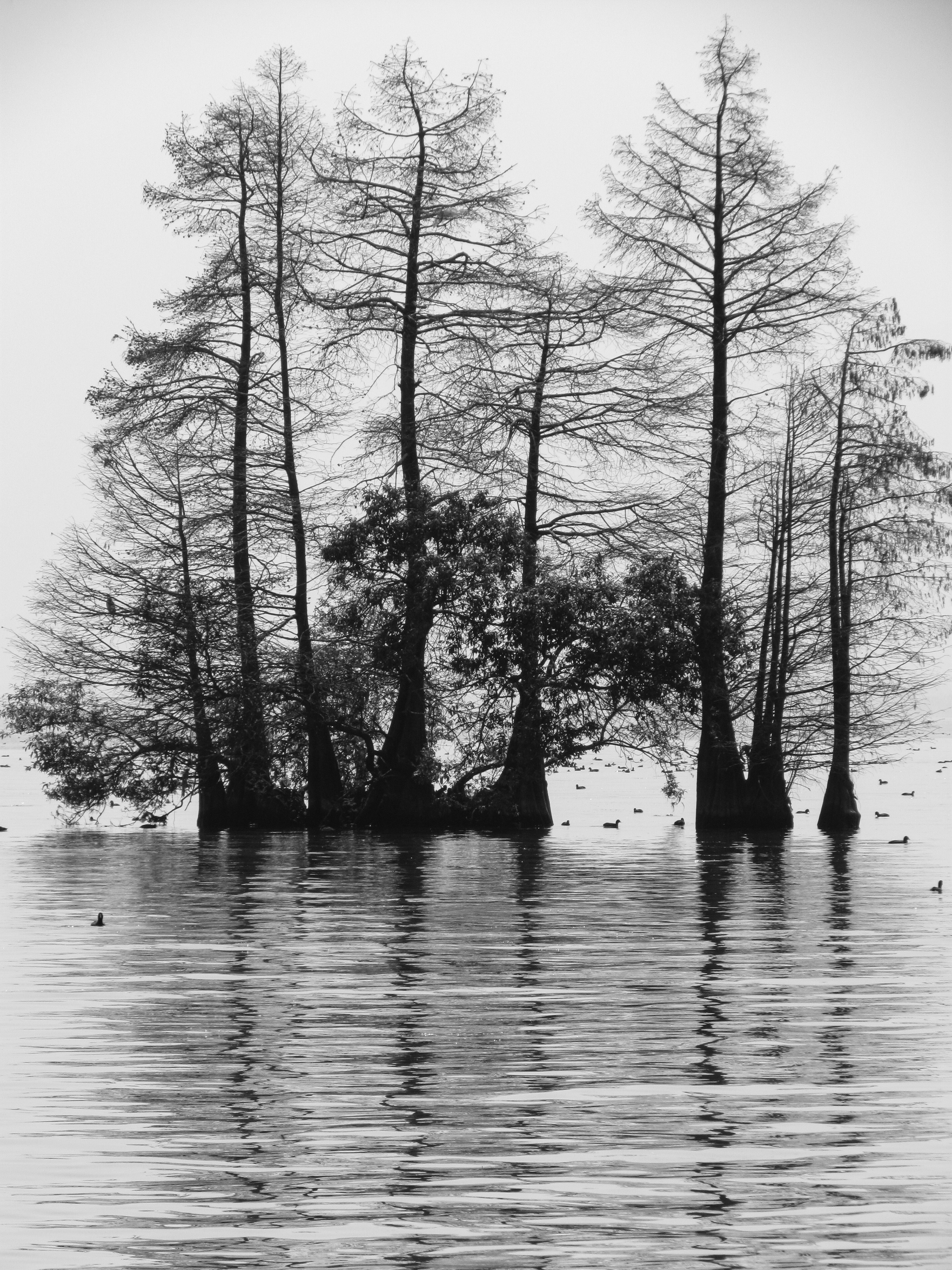 Monochrome trees reflected in water with ducks HD Phone Wallpaper