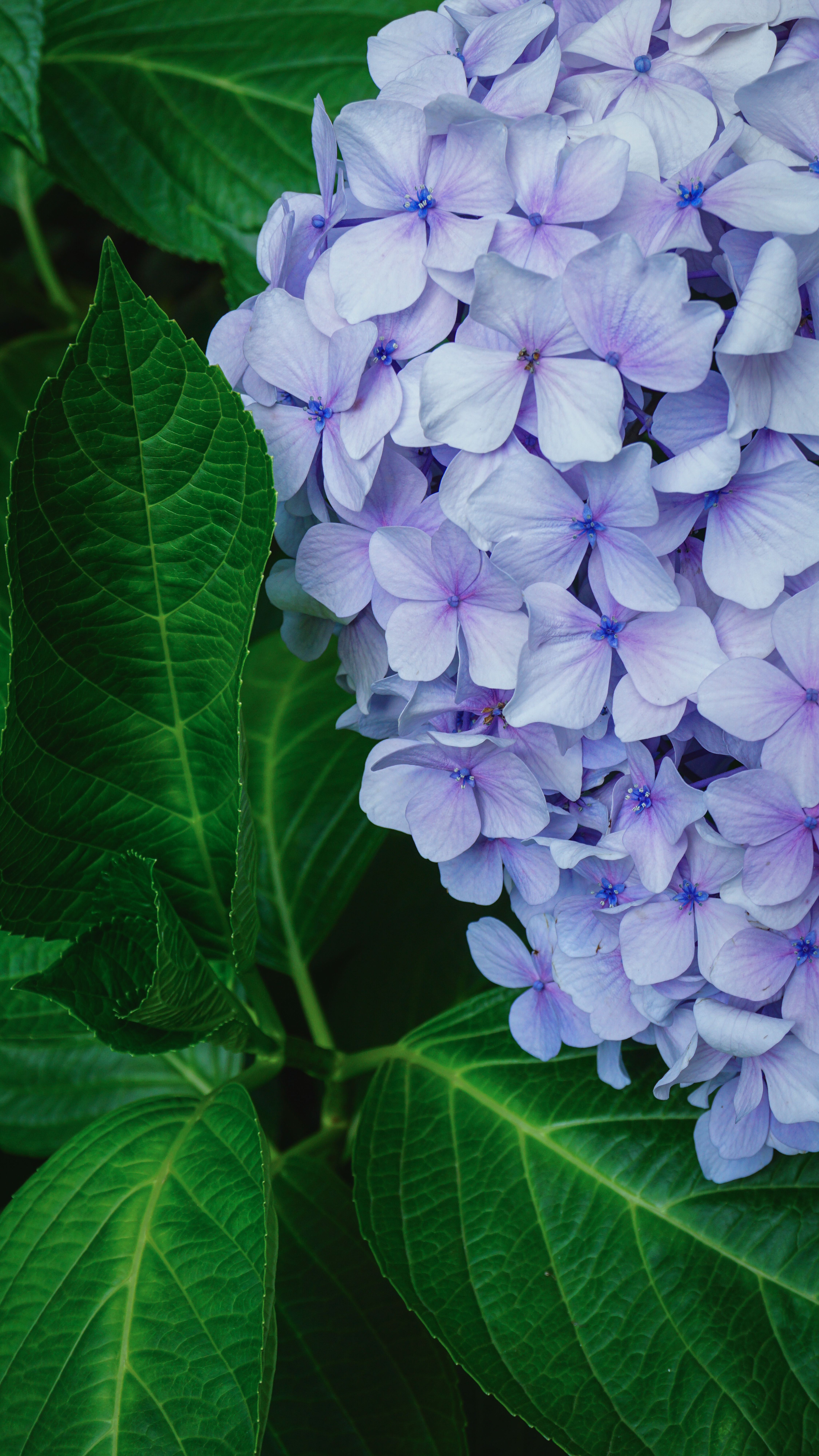 4K Hydrangea Flowers and Green Leaves HD Phone Wallpaper