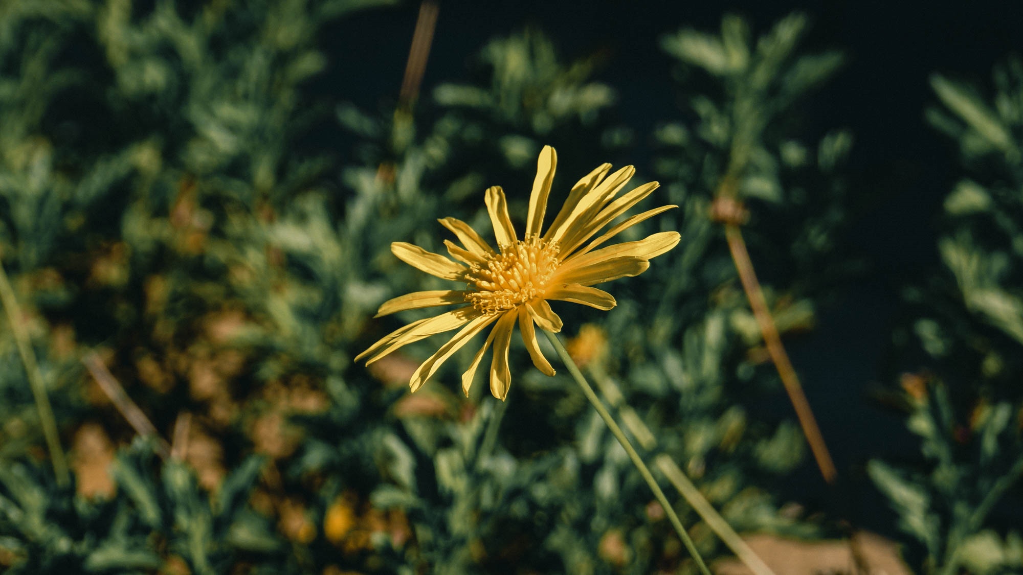 Yellow flower with green blurred background HD Wallpaper