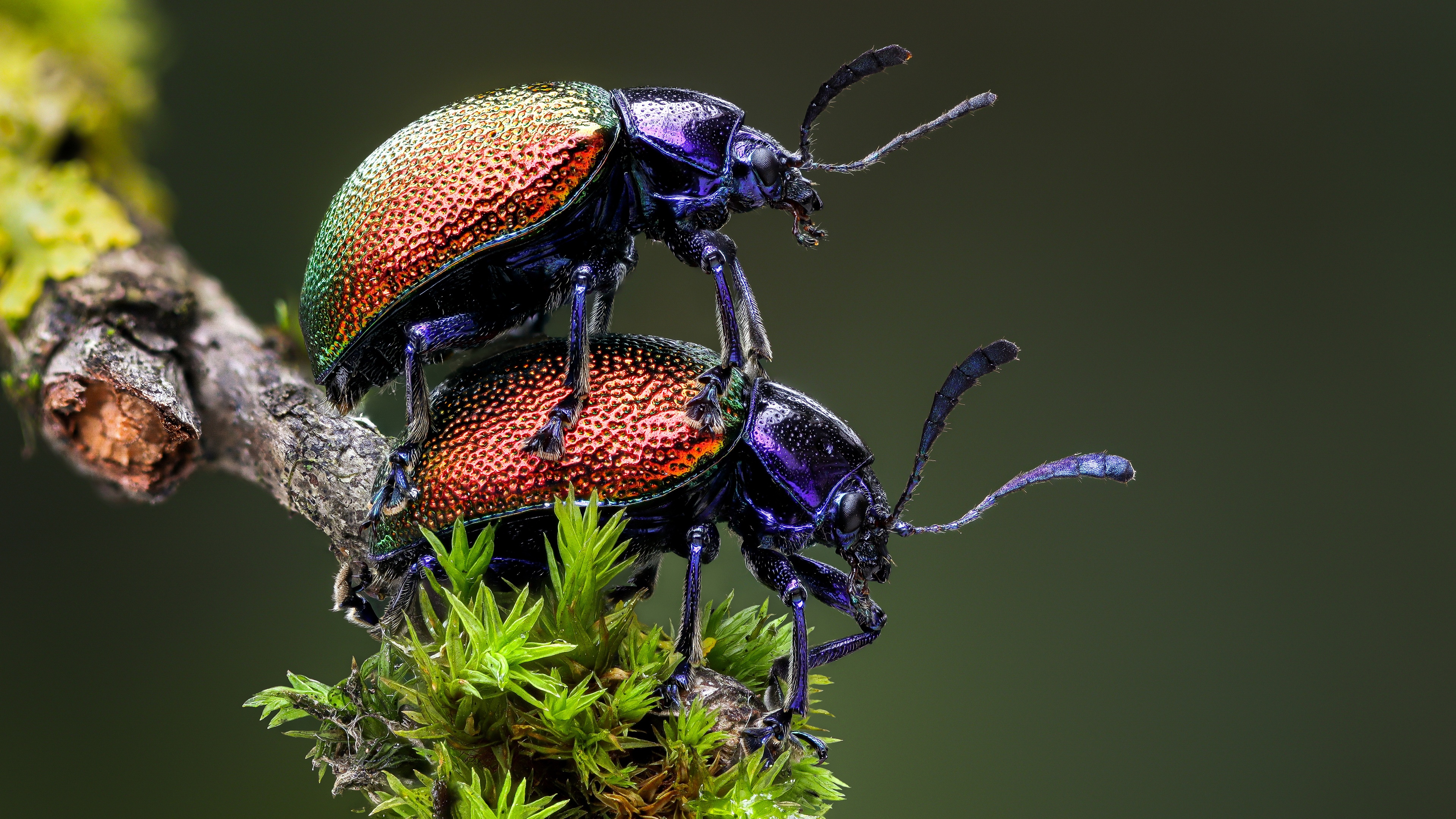 Two iridescent beetles mating on a mossy branch HD Wallpaper