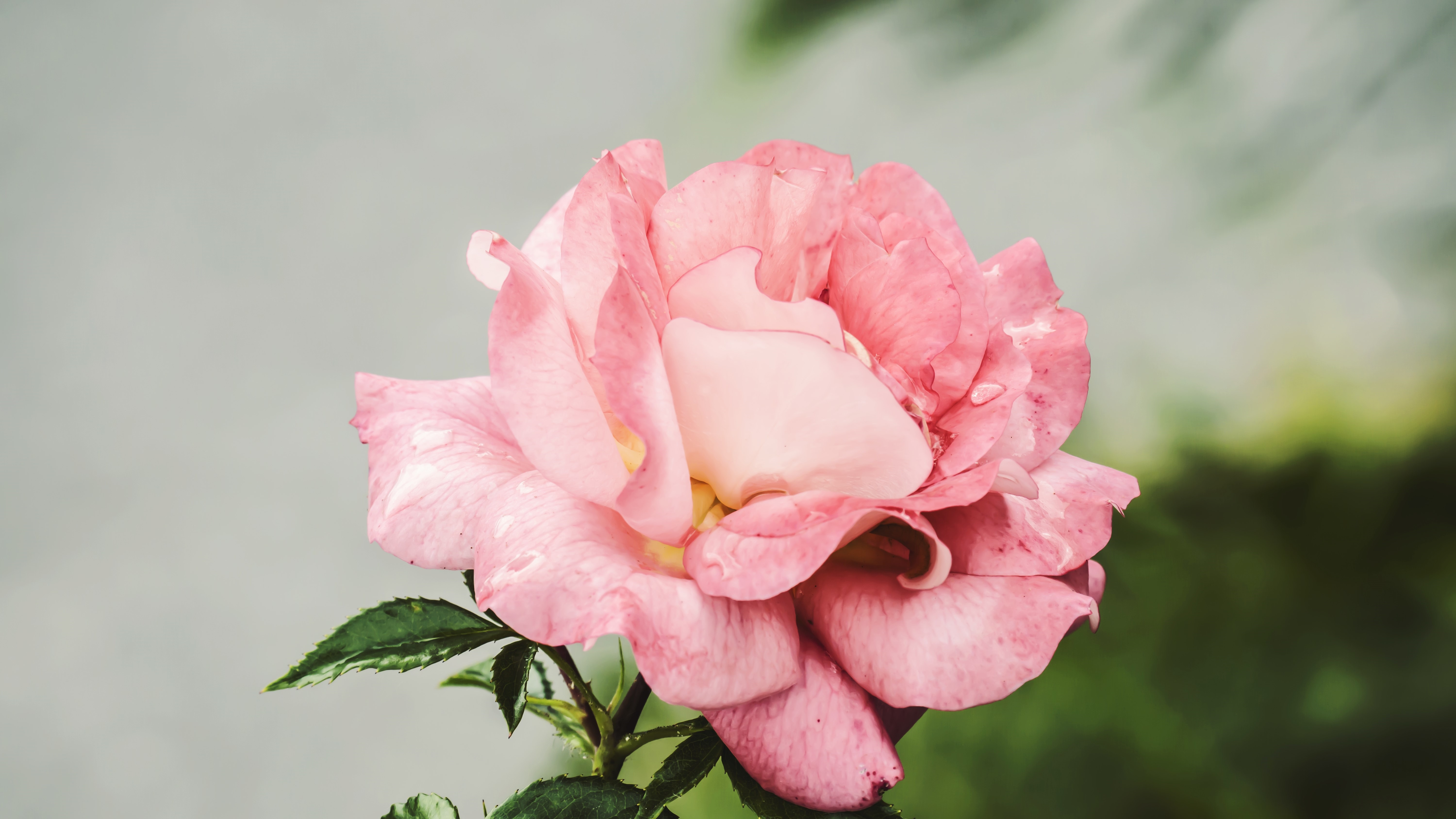Pink rose with water drops and blurry background HD Wallpaper