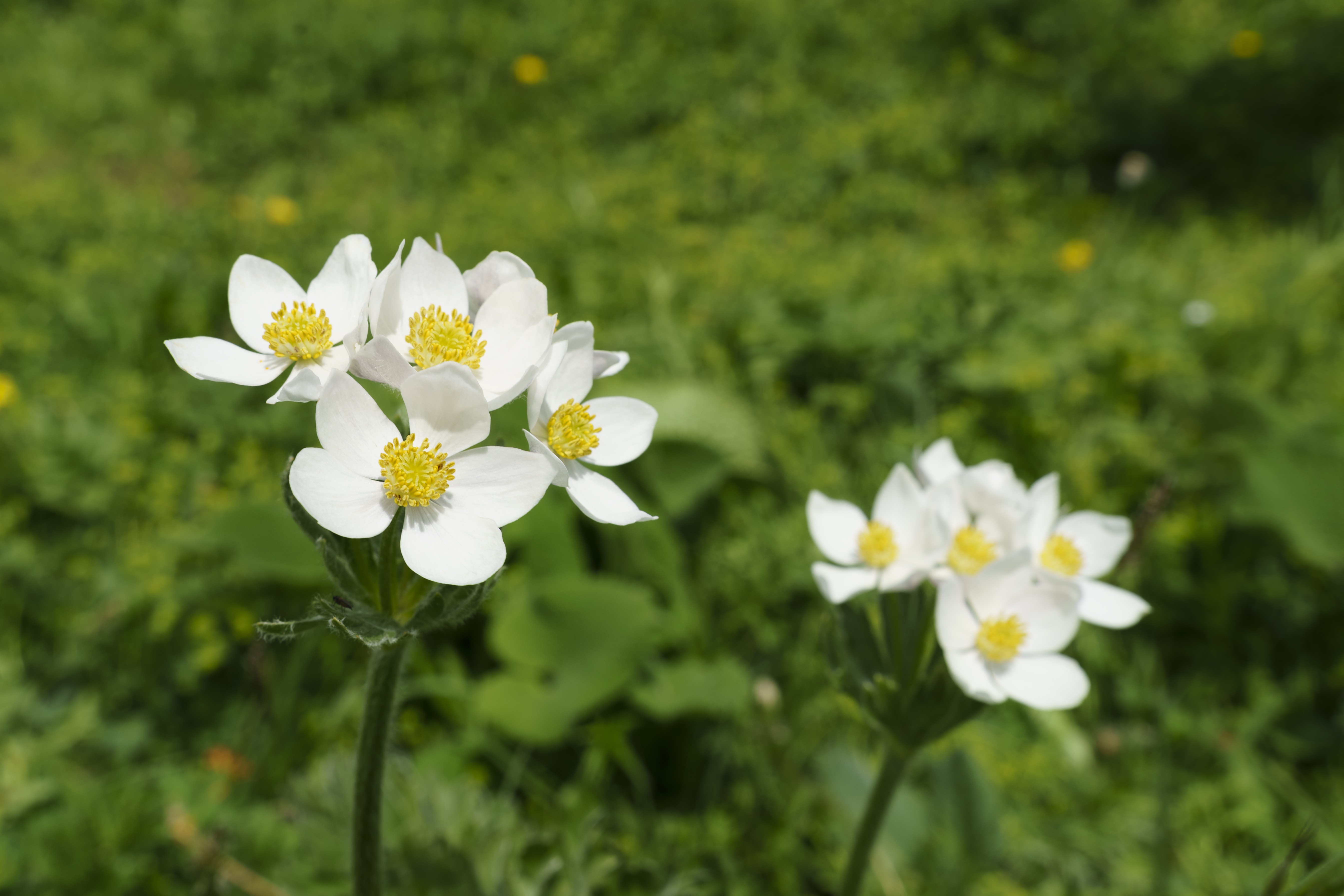 White flowers with yellow centers in green grass HD Wallpaper