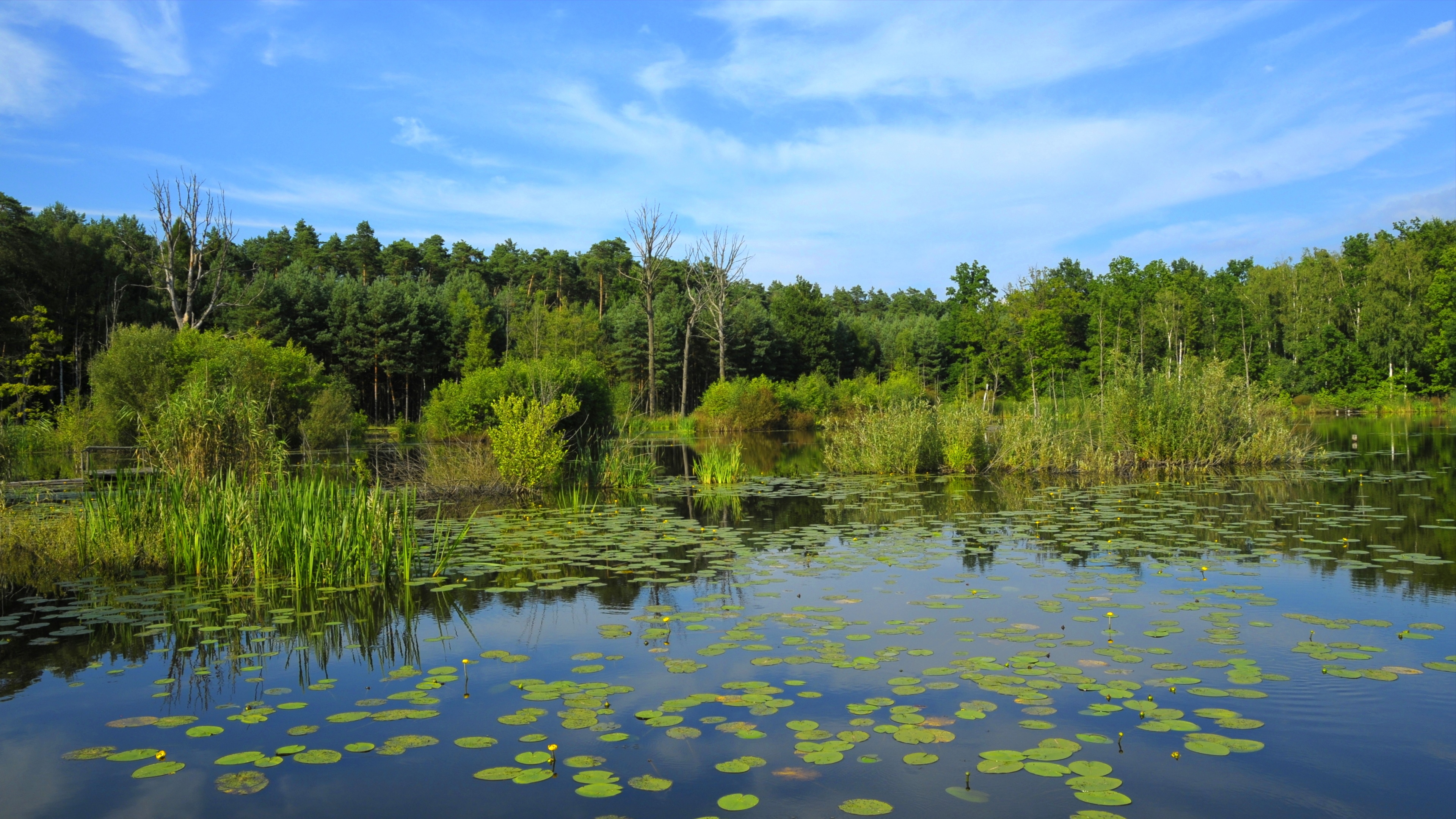 4K nature landscape with trees and water lilies in Poland HD Wallpaper