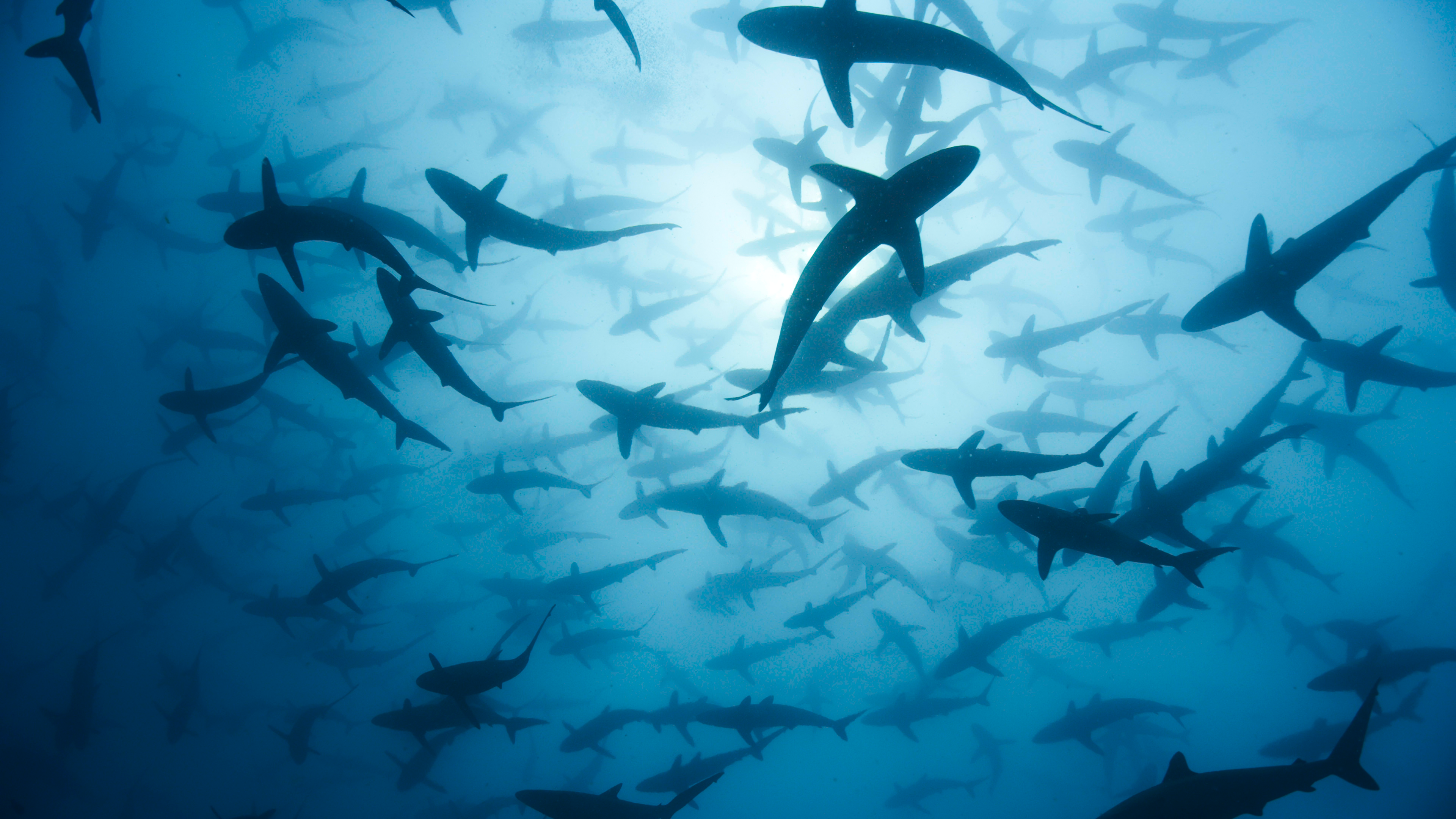 4K BBC A Perfect Planet Shark School HD Wallpaper