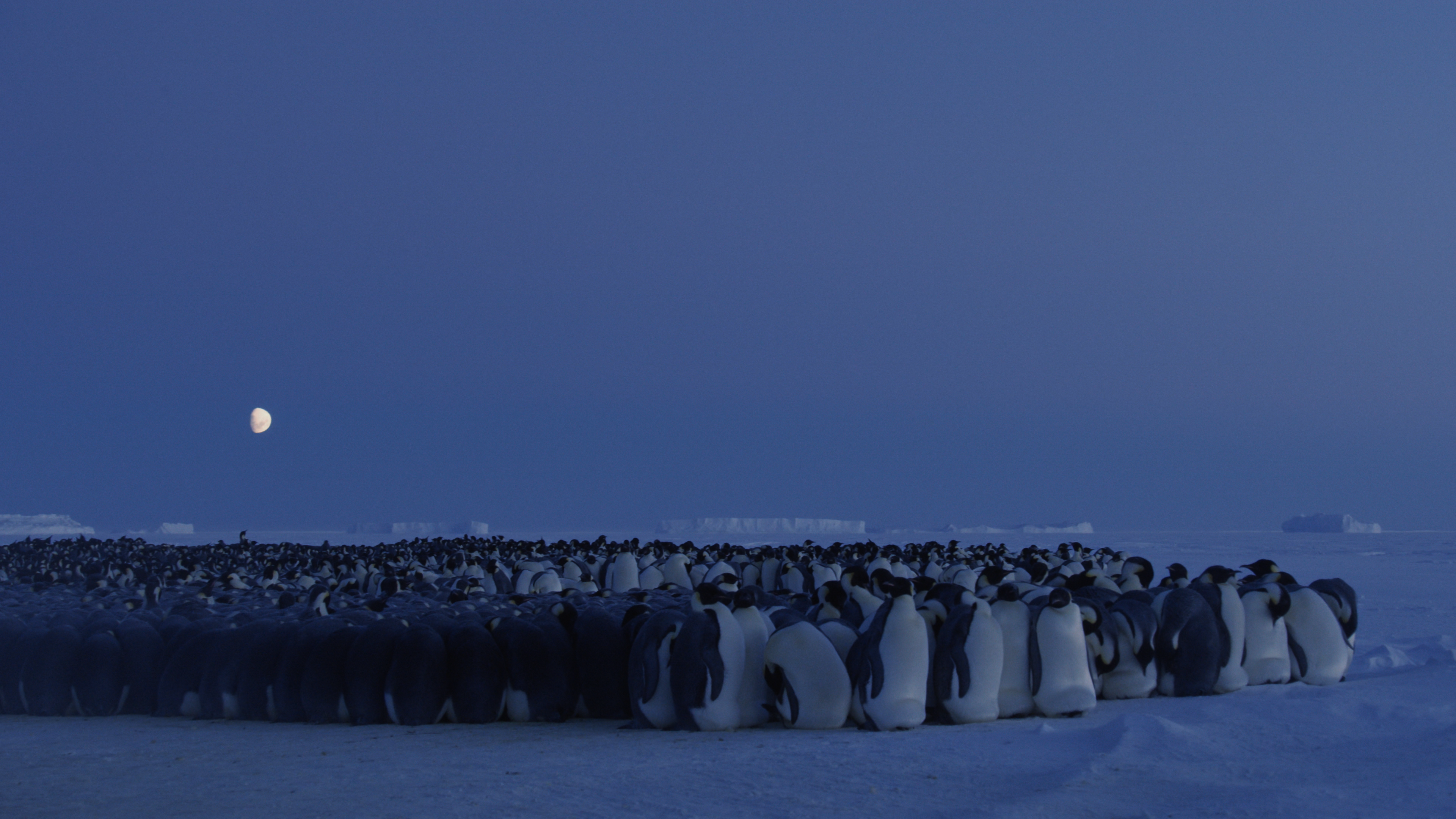 4K Antarctica Penguins and Moon HD Wallpaper