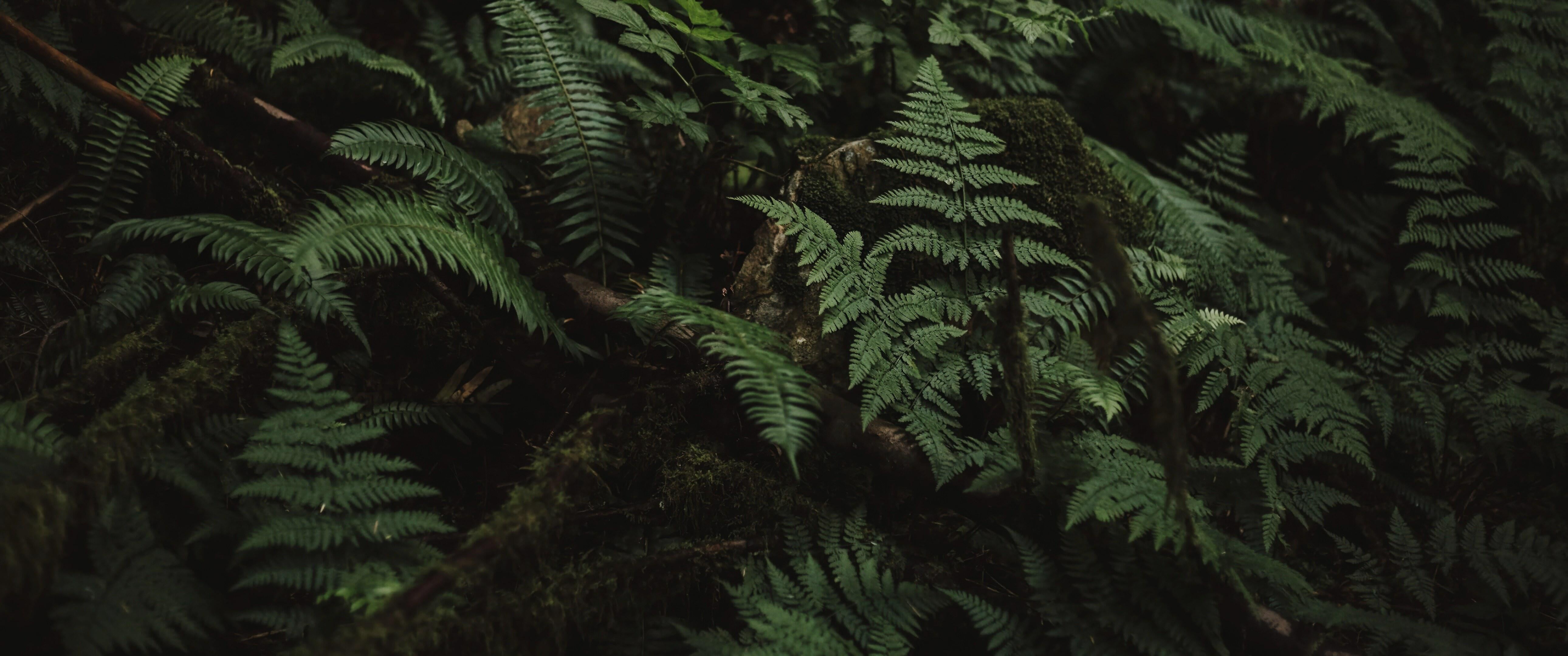 4K ferns and moss in a forest HD Wallpaper