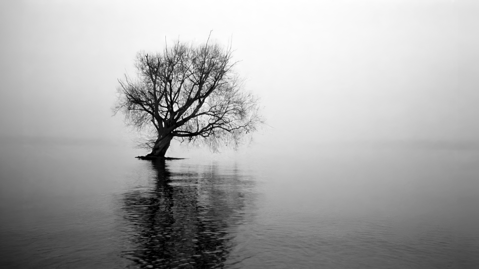 Minimalist monochrome image of a tree in mist HD Wallpaper