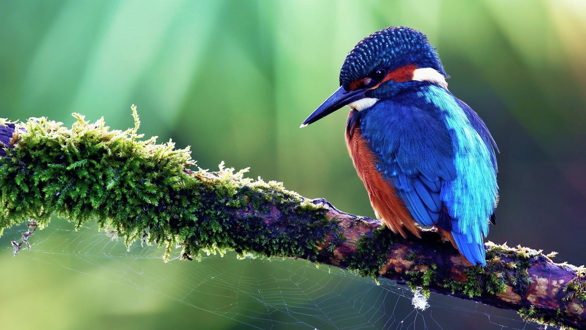Kingfisher perched on a mossy branch with spiderwebs HD Wallpaper