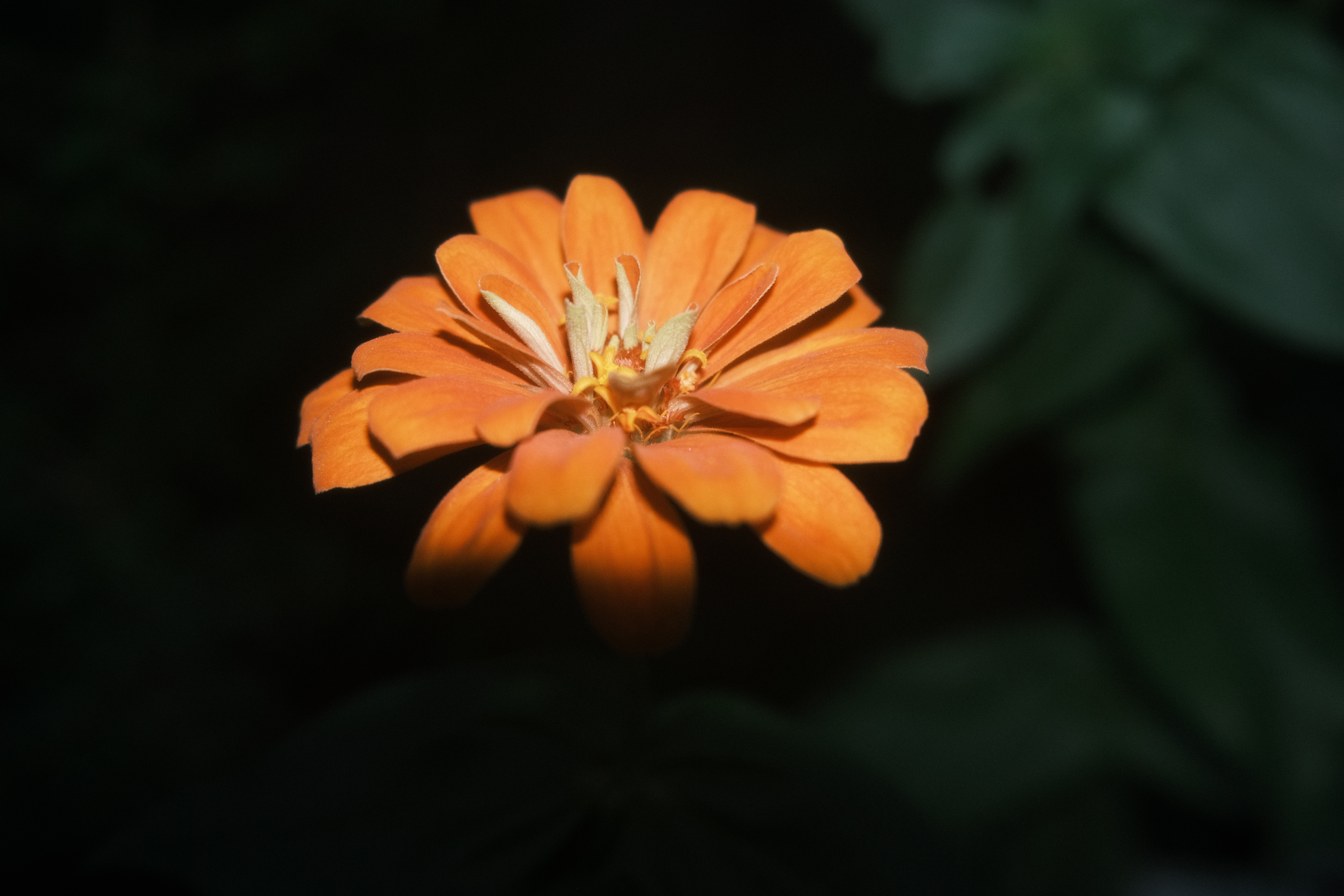 Orange flower with dark background HD Wallpaper