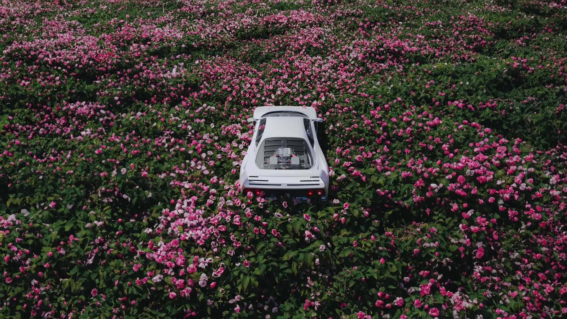 White car in a field of pink flowers HD Wallpaper