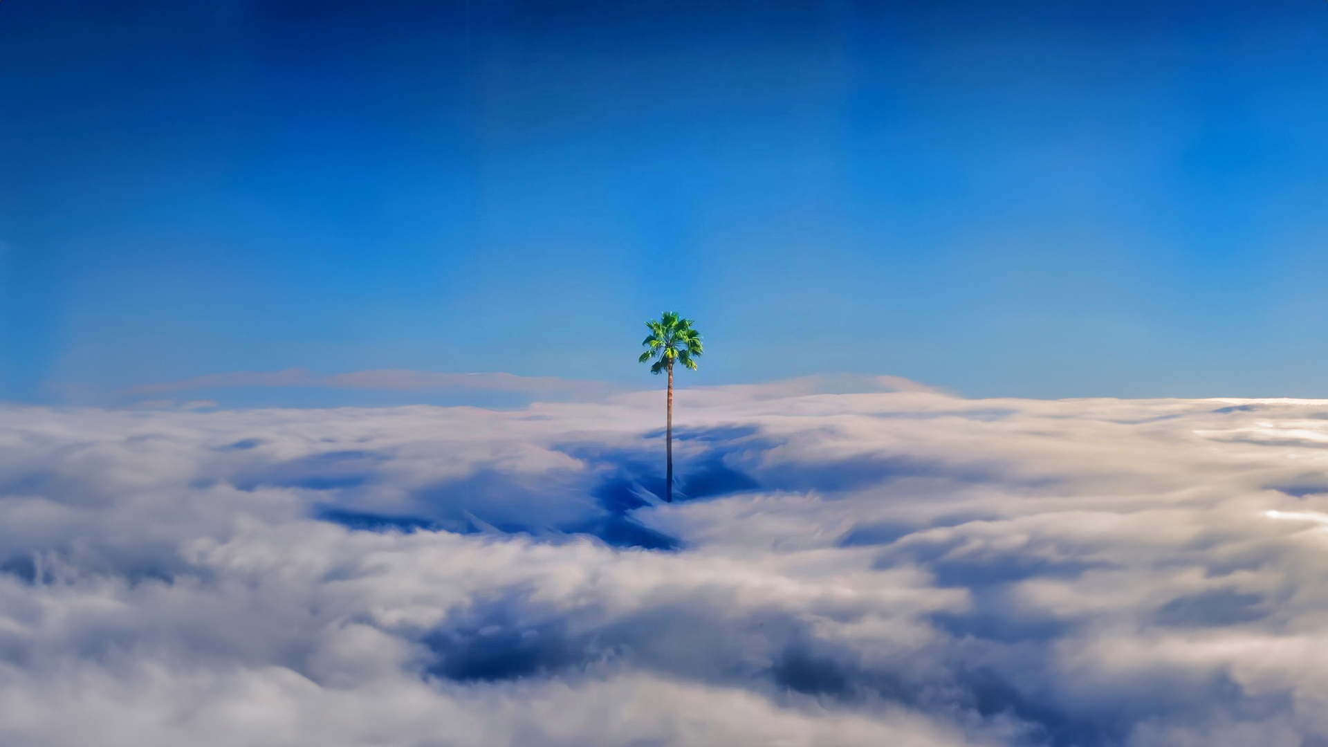 Palm tree above the clouds under a blue sky HD Wallpaper