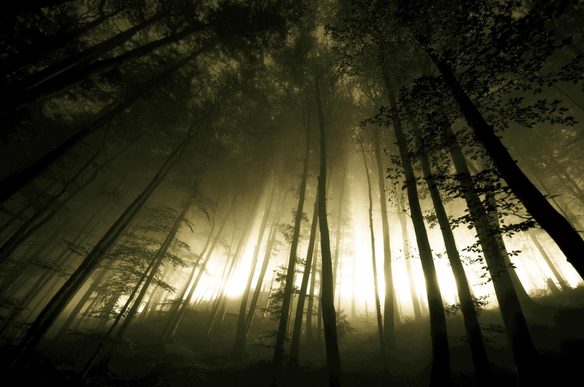 Sunlight filtering through a misty forest HD Wallpaper
