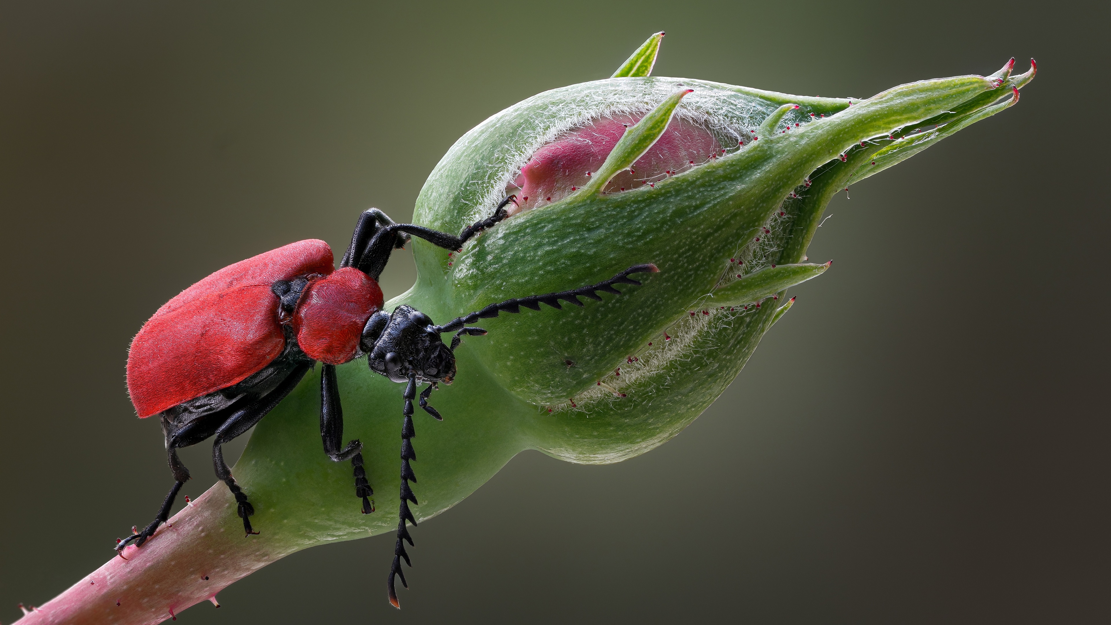 Red beetle on a rose bud HD Wallpaper
