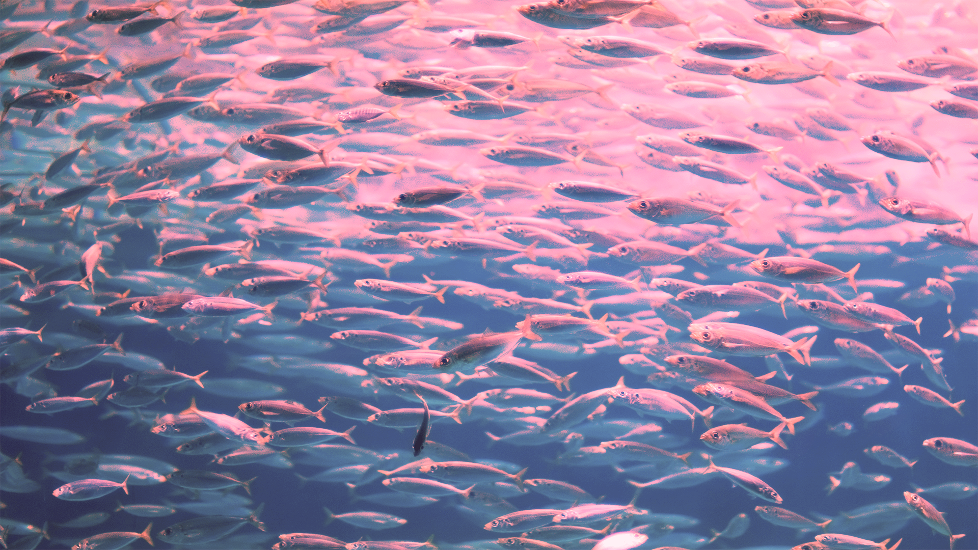 A large school of fish swims in unison HD Wallpaper