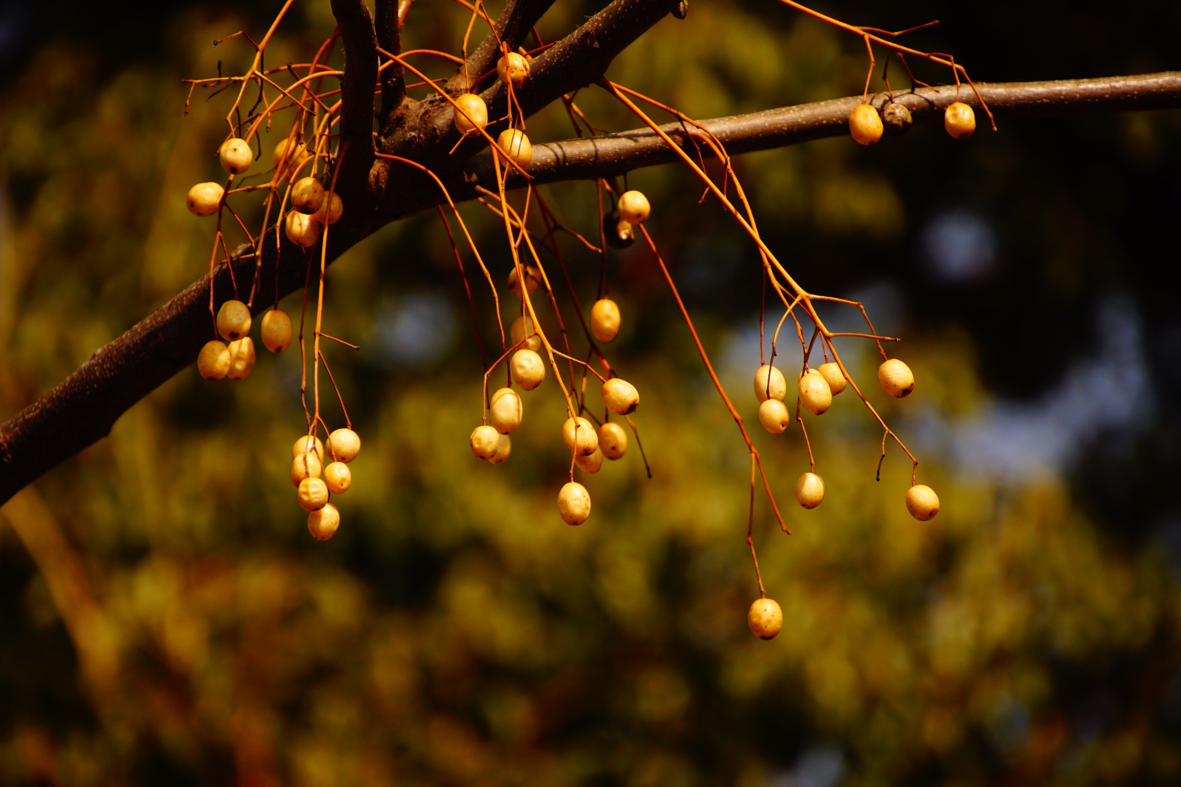 Tree branch with small yellow fruits HD Wallpaper