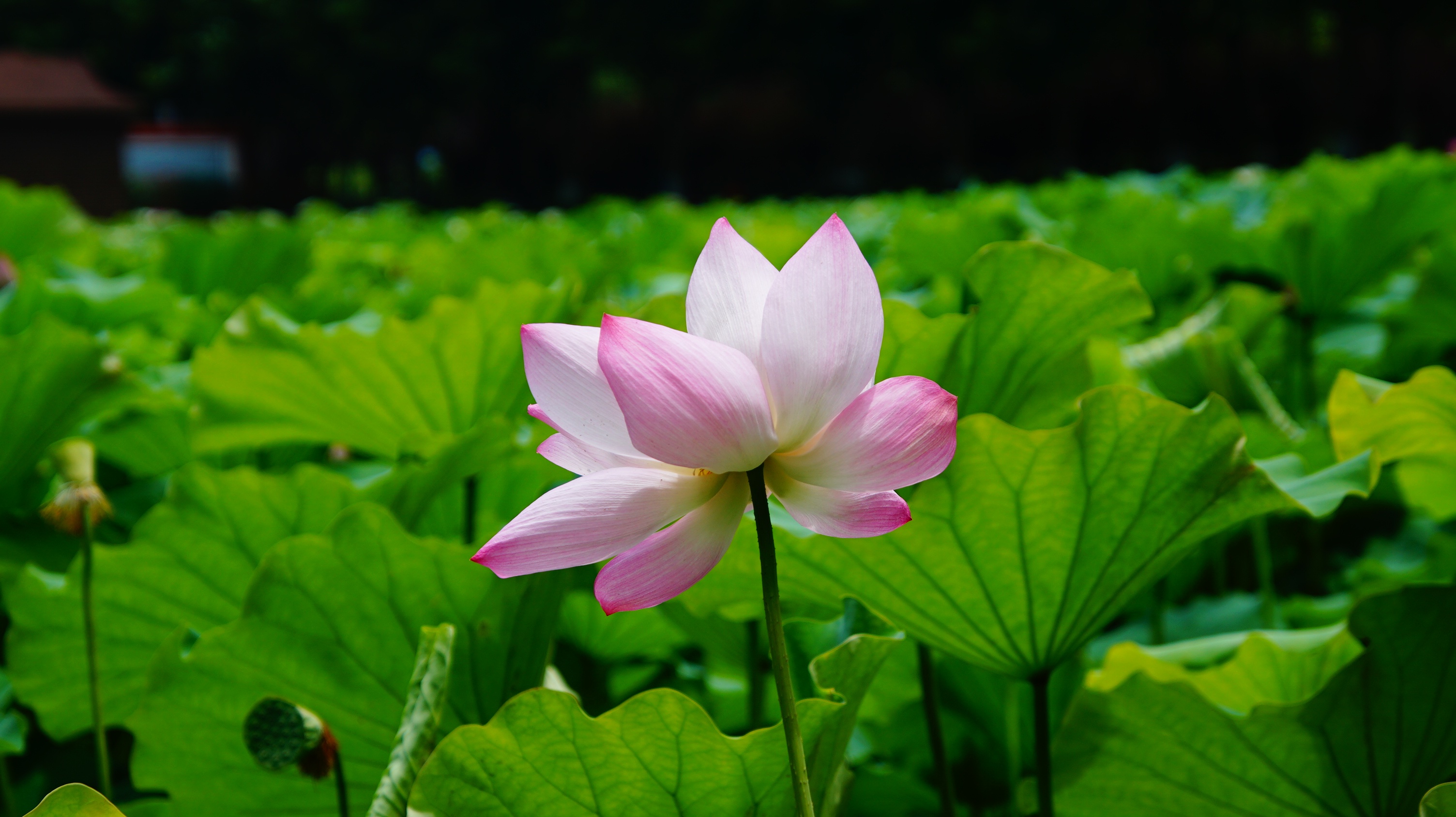 Pink lotus flower blooming among green lily pads HD Wallpaper