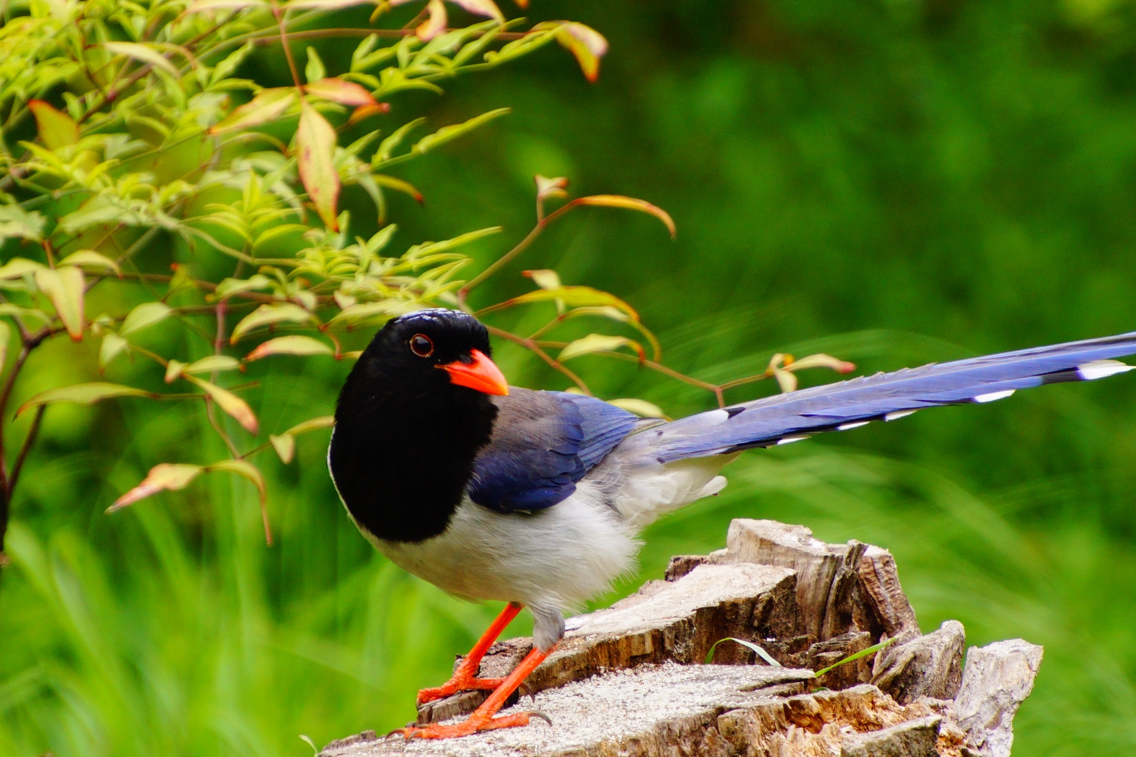 A red-billed blue magpie bird perched on a stump HD Wallpaper