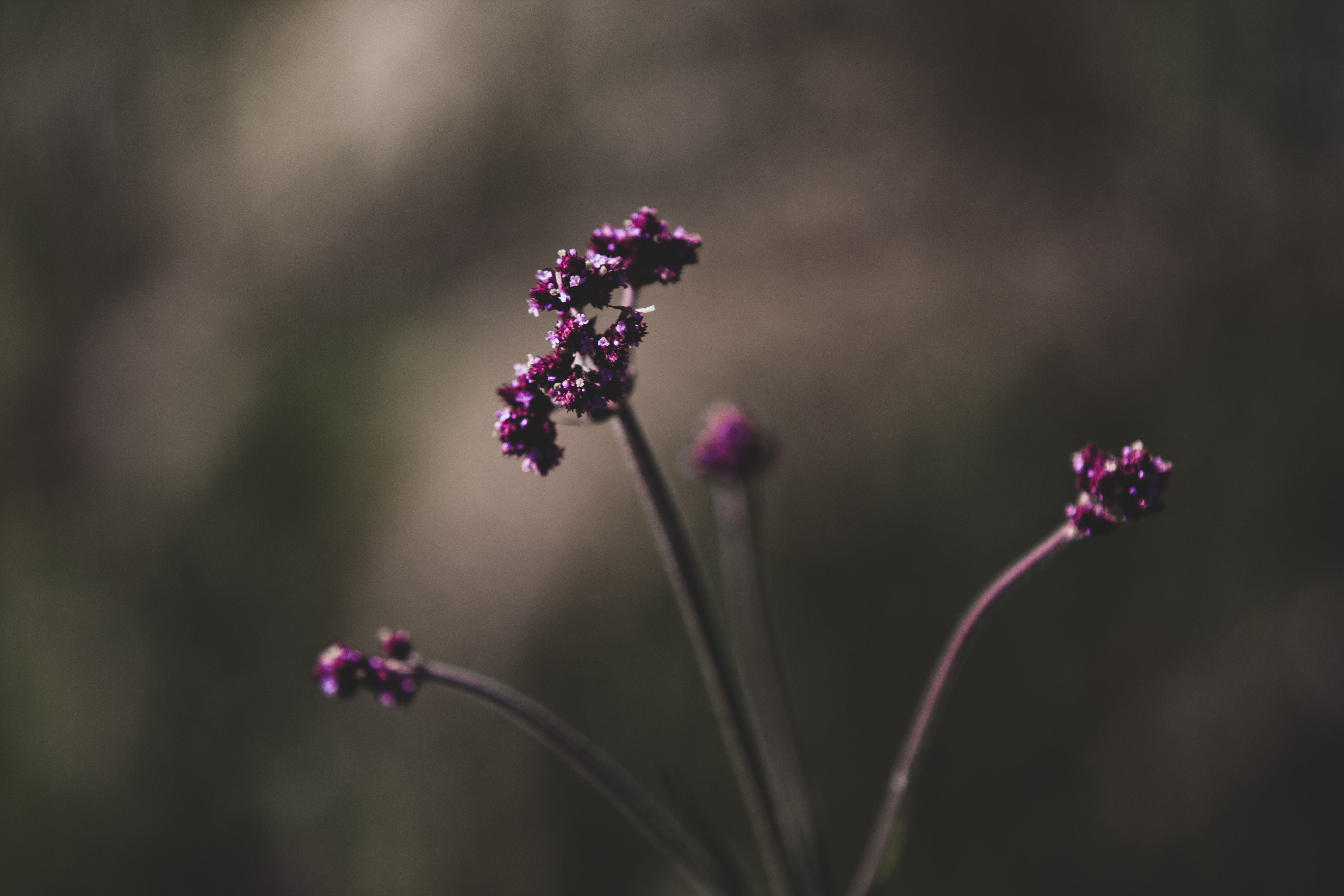 Purple flowers with blurred background HD Wallpaper