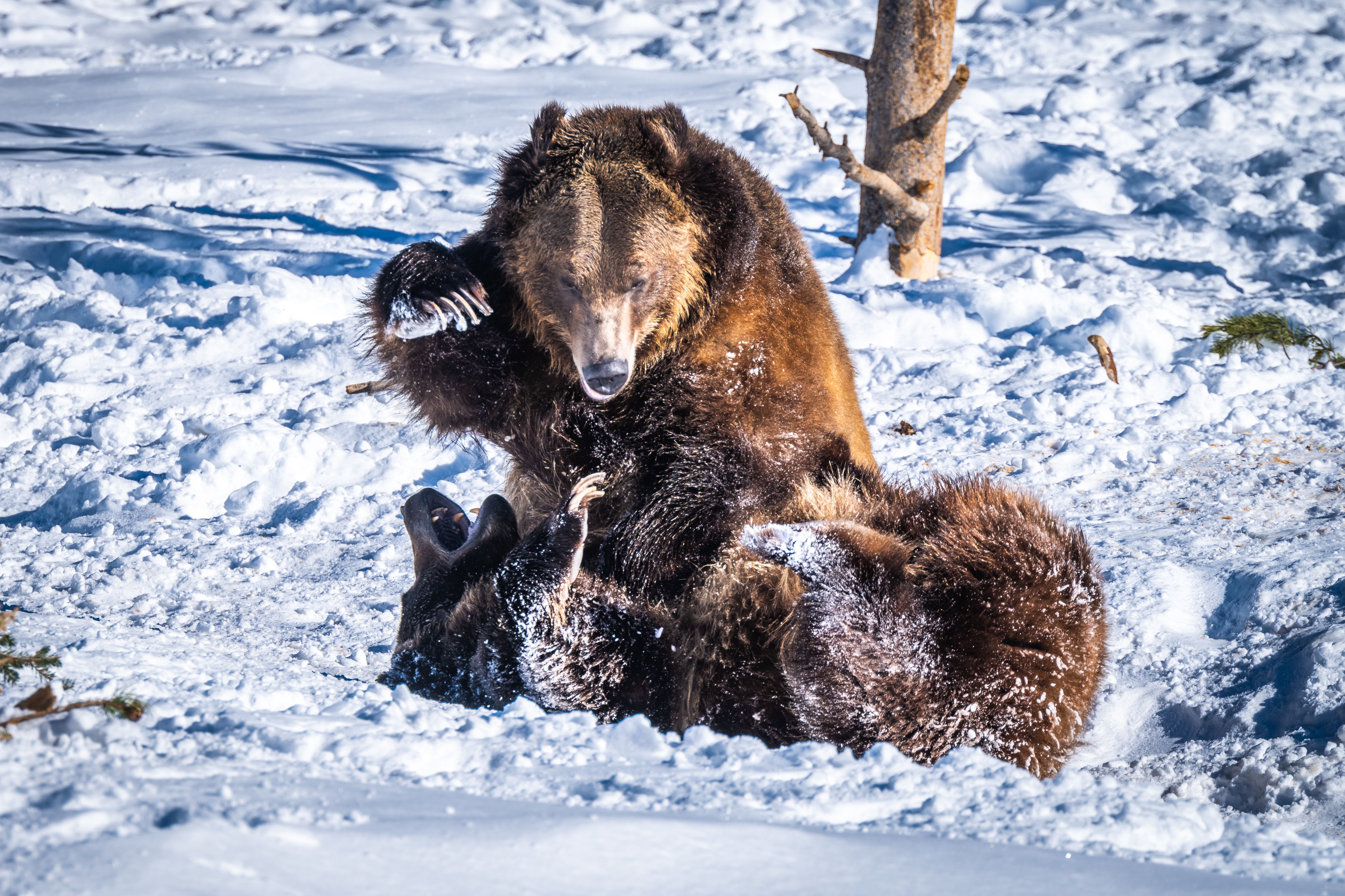 Two grizzly bears wrestling in the snow HD Wallpaper