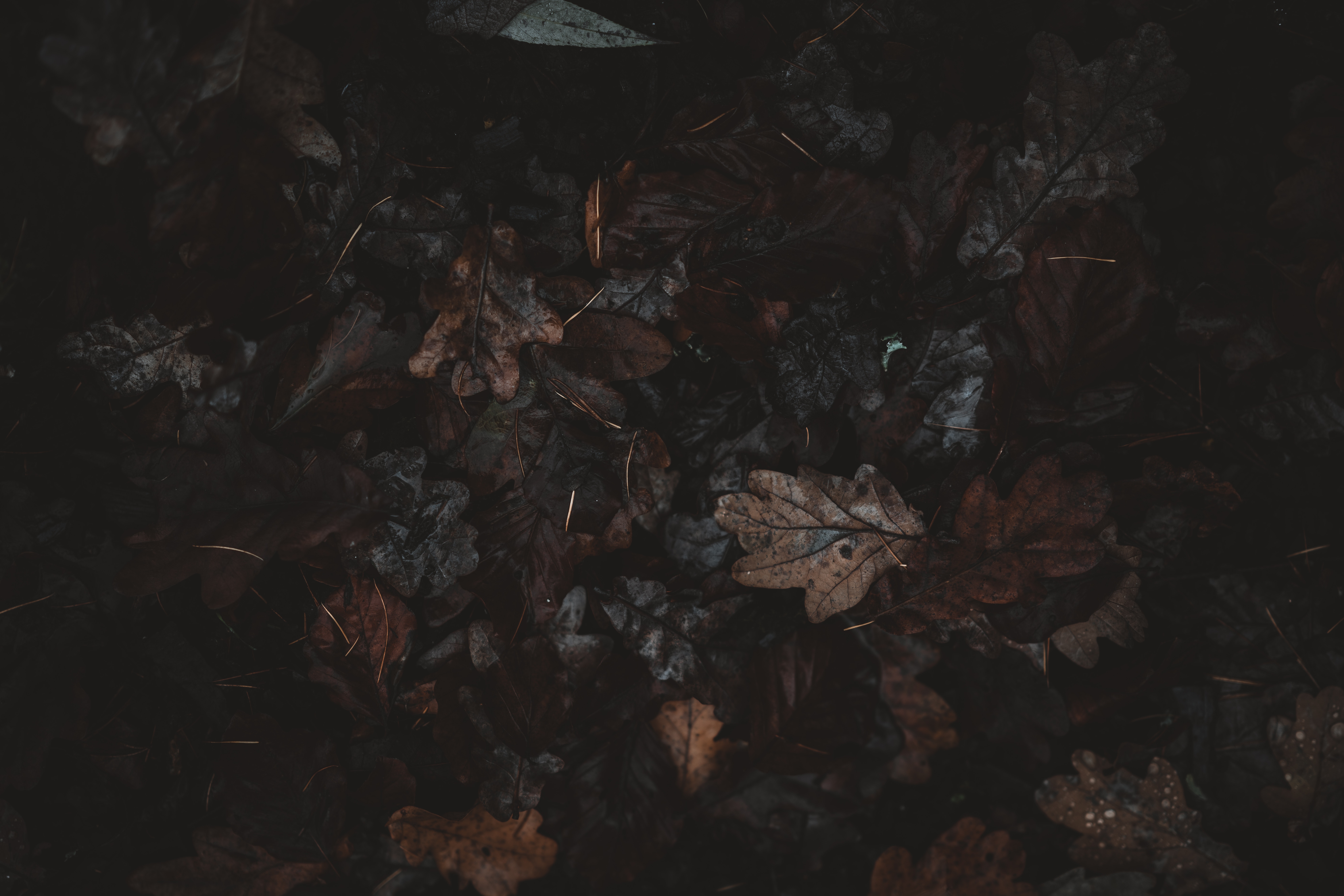 Dark, gloomy forest floor with fallen leaves HD Wallpaper