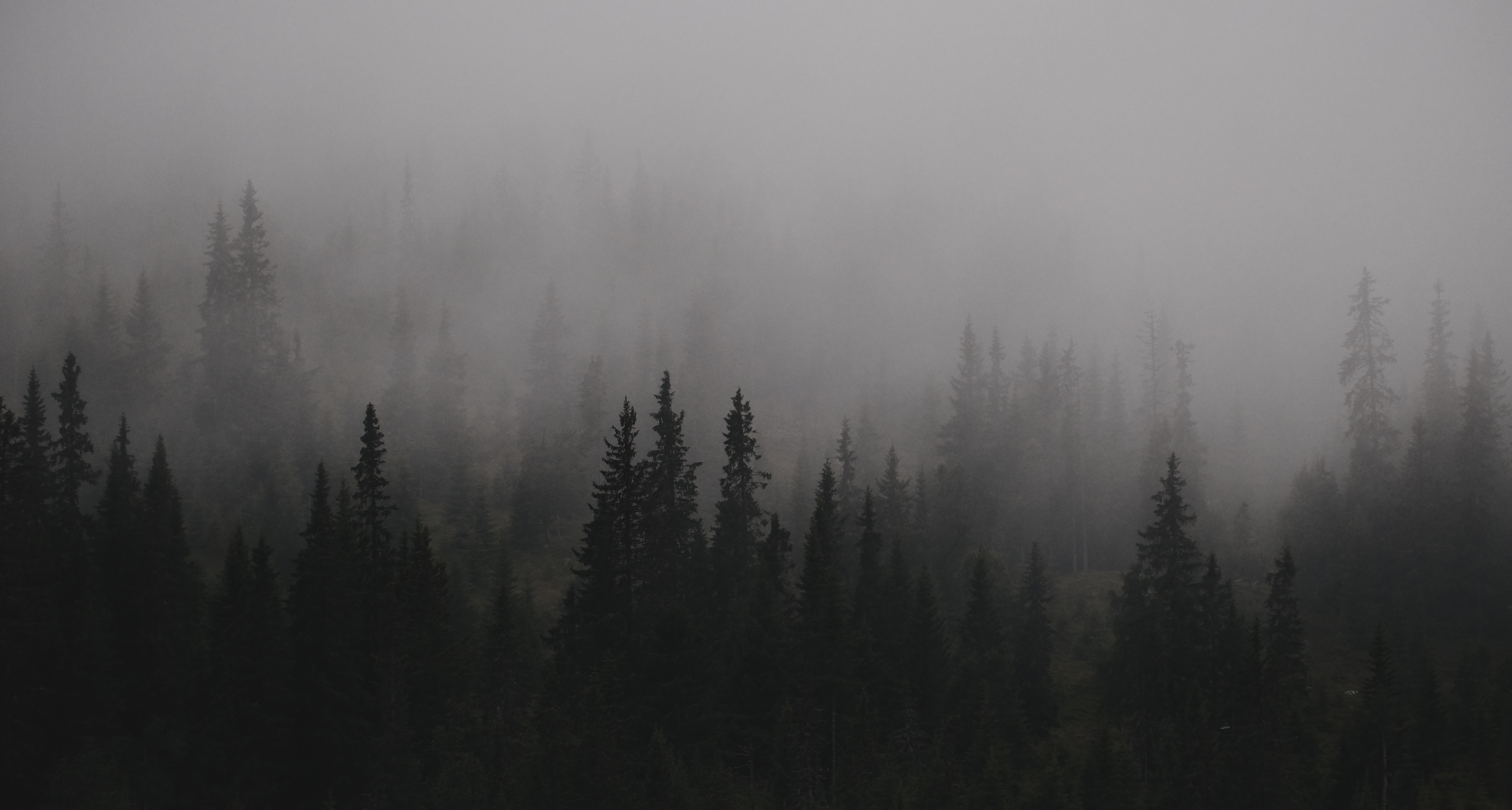 Dark Misty Forest Landscape HD Wallpaper