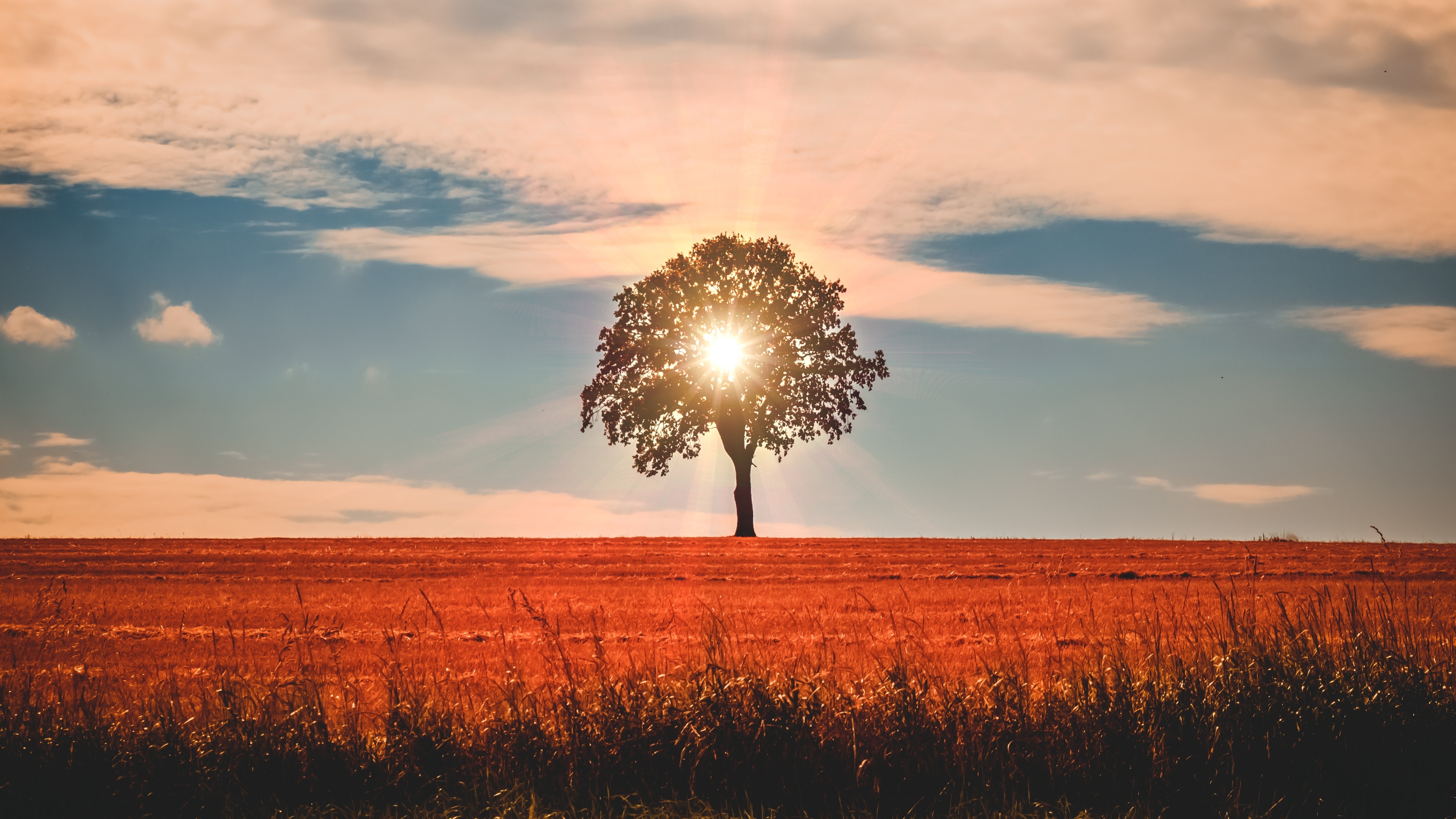 4K tree in a field at sunset HD Wallpaper