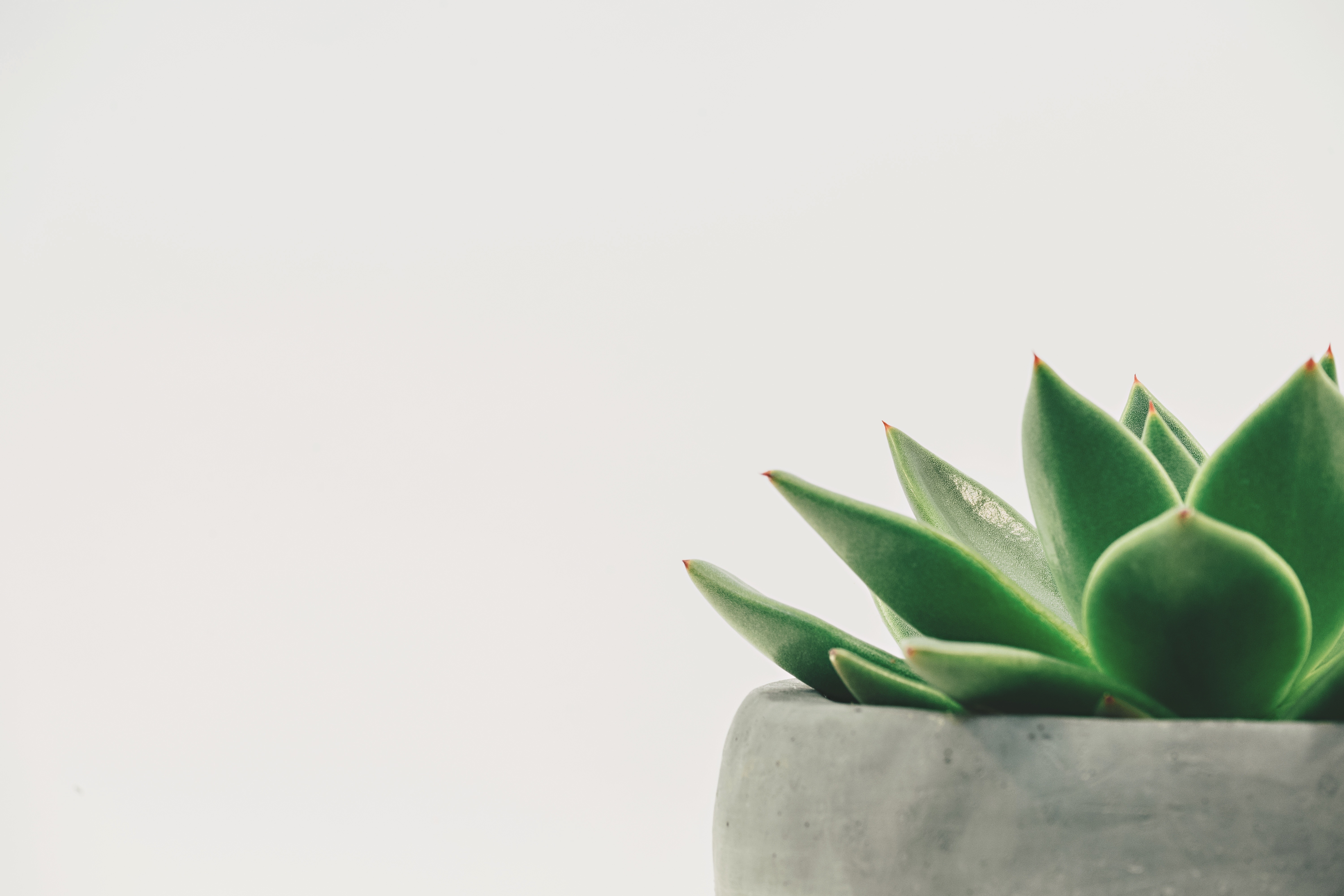 Succulent plant in a gray pot on a white background HD Wallpaper