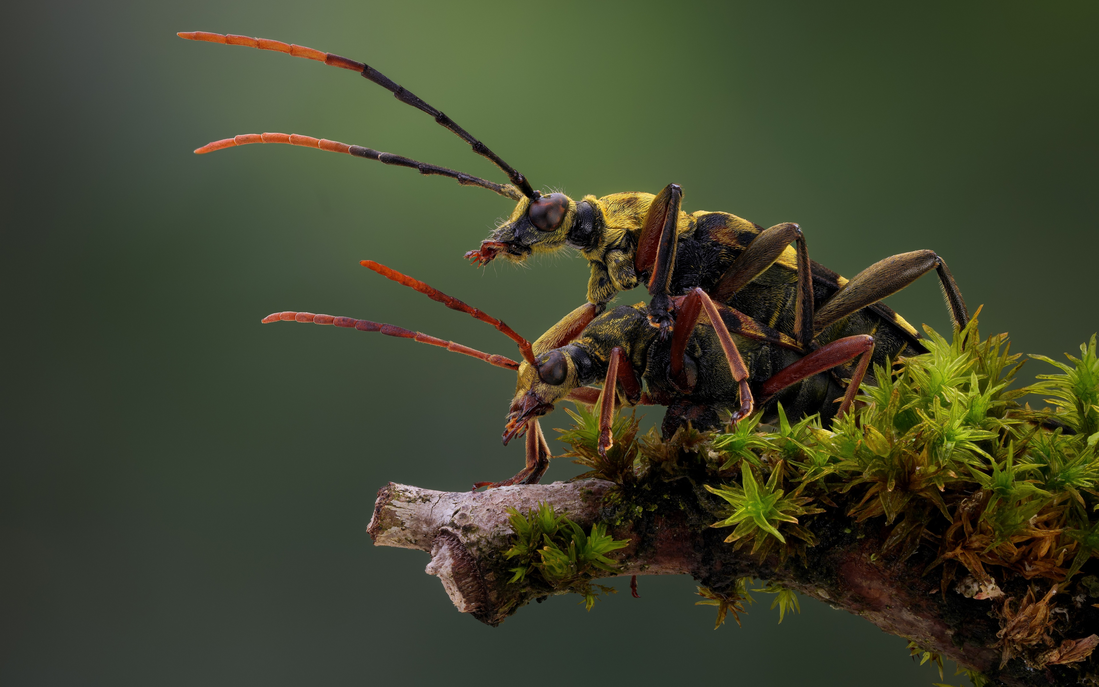 4K Macro of Longhorn Beetles Mating on Mossy Branch HD Wallpaper