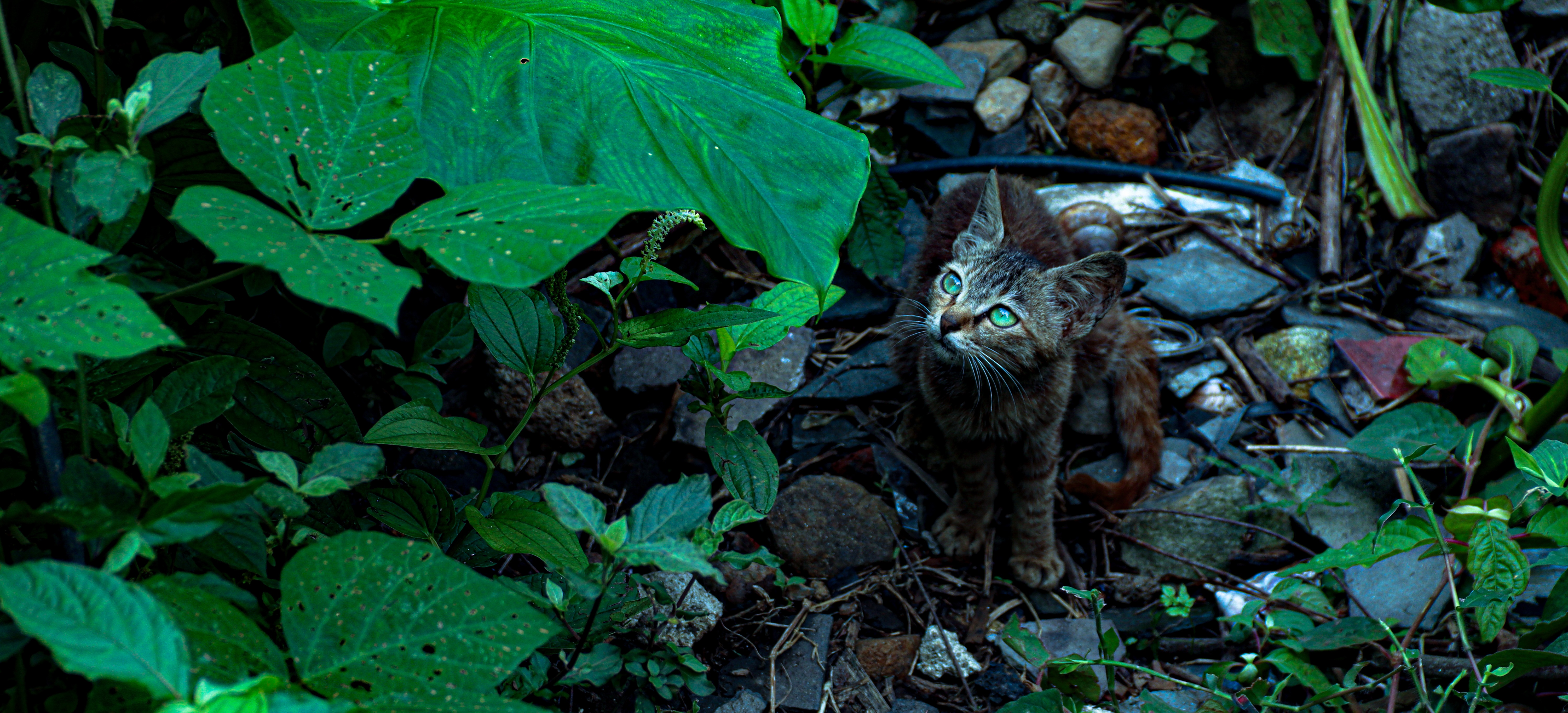 4K Cat with Green Eyes Among Plants and Rocks HD Wallpaper