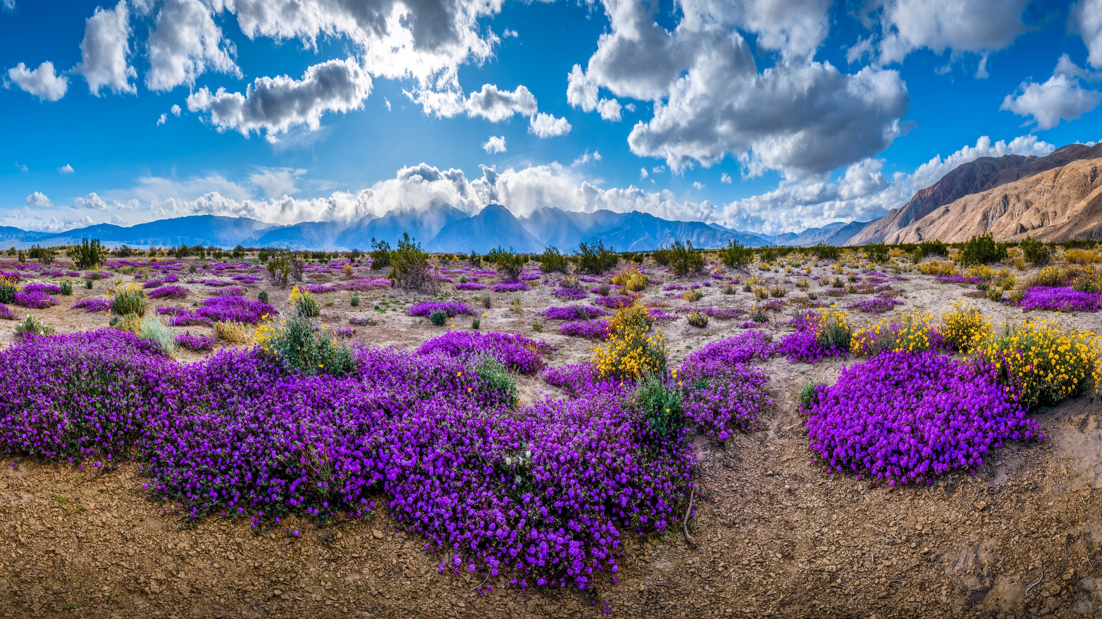Desert wildflowers bloom in California mountains under clouds HD Wallpaper