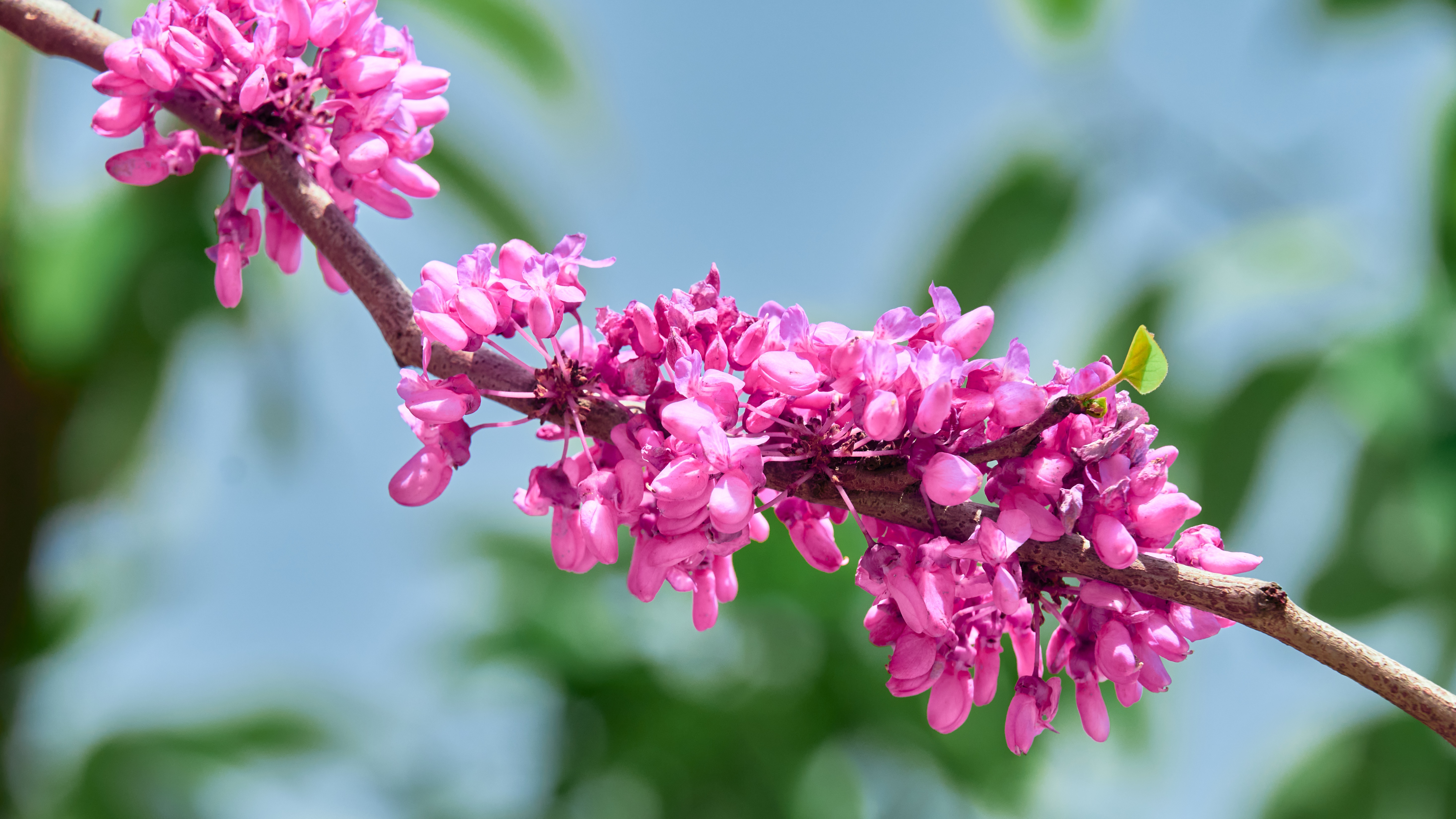 4K pink flowers on a branch in spring HD Wallpaper