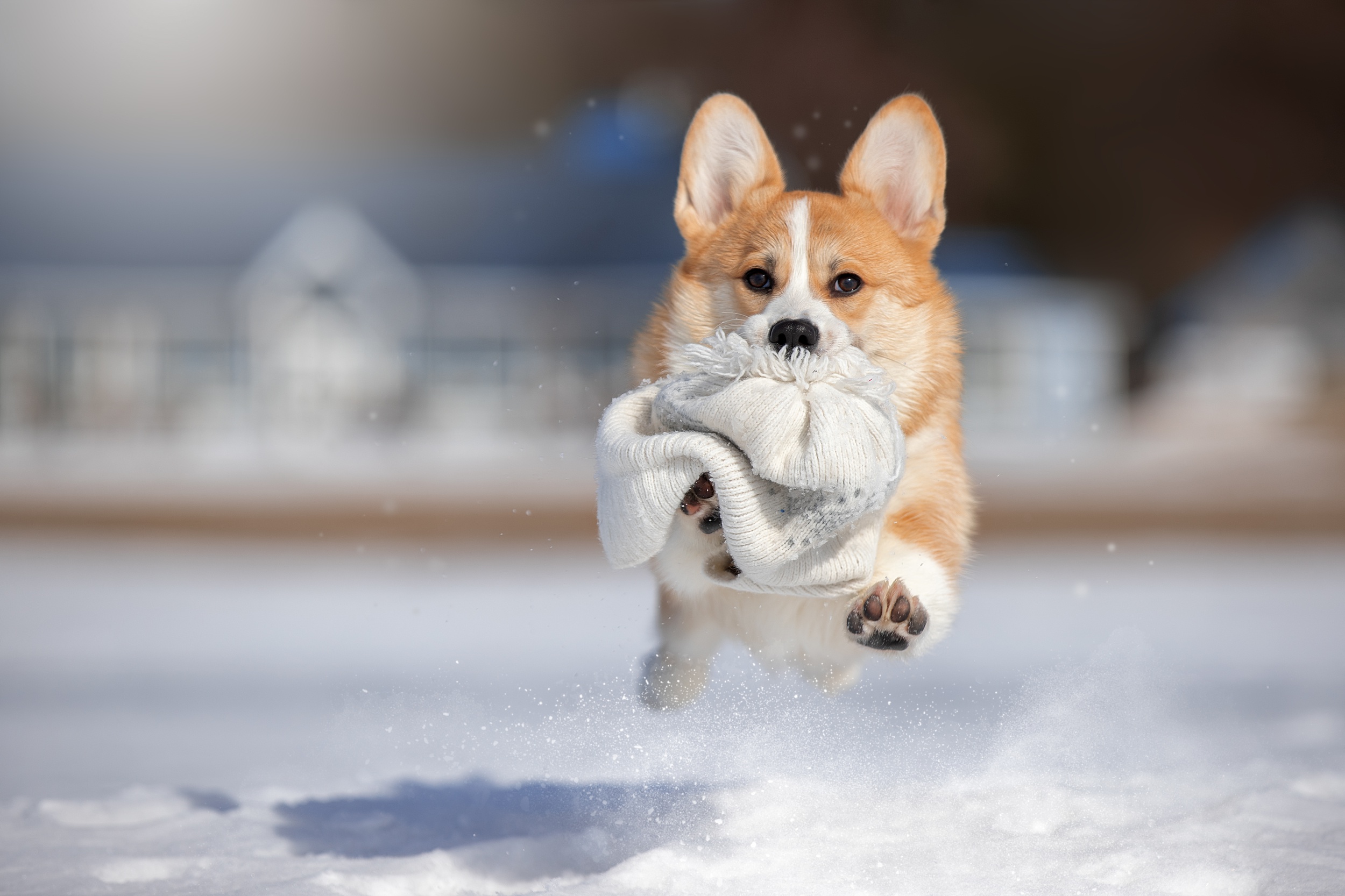 Corgi running in the snow with a hat HD Wallpaper