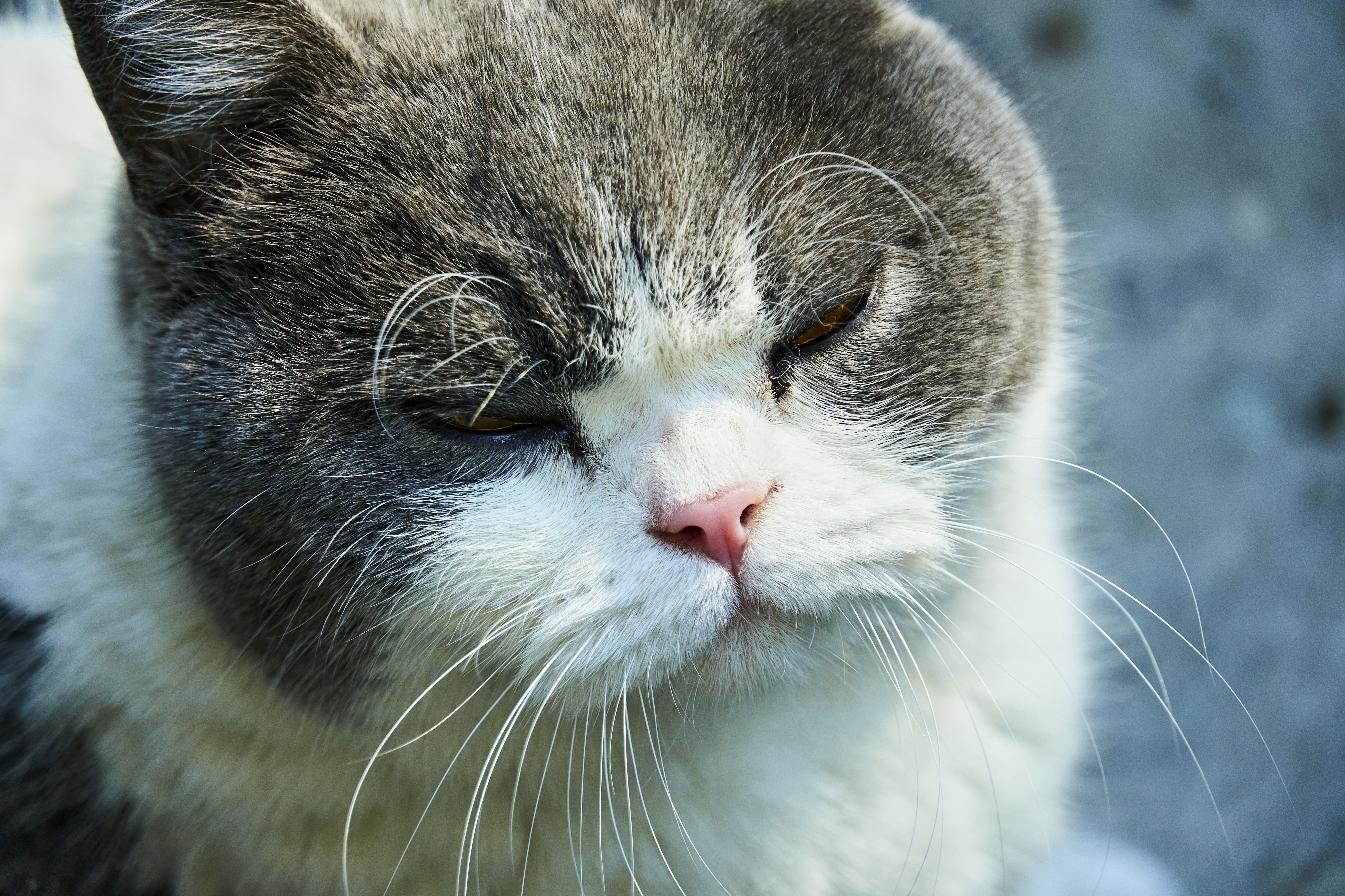Close-up of a grey and white cat HD Wallpaper