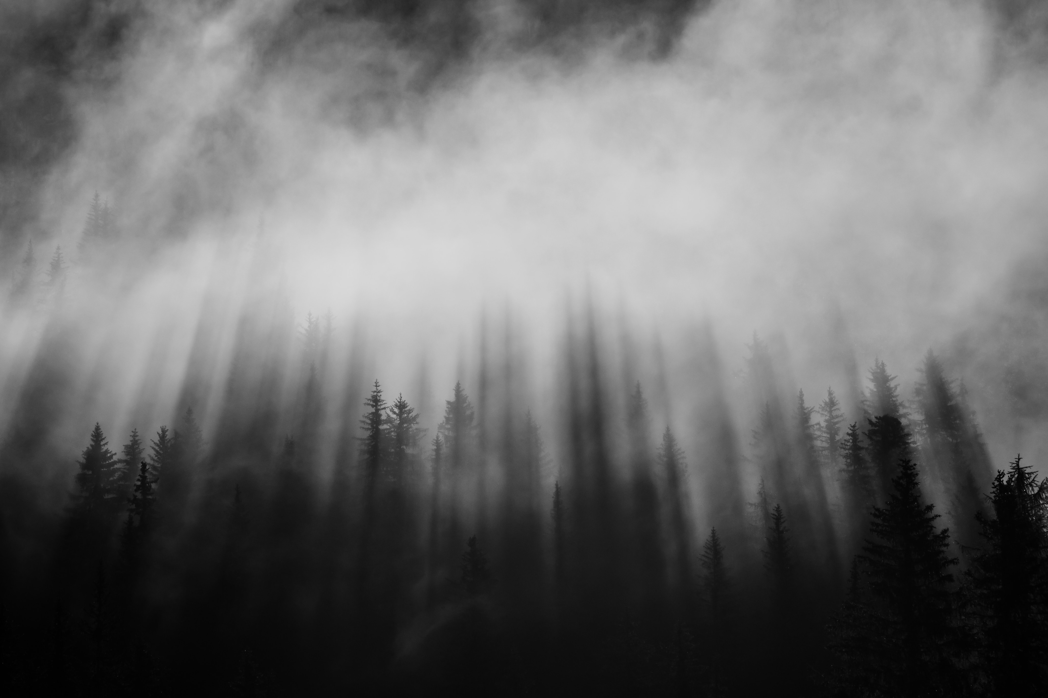 4K dark forest with mist and sunbeams HD Wallpaper
