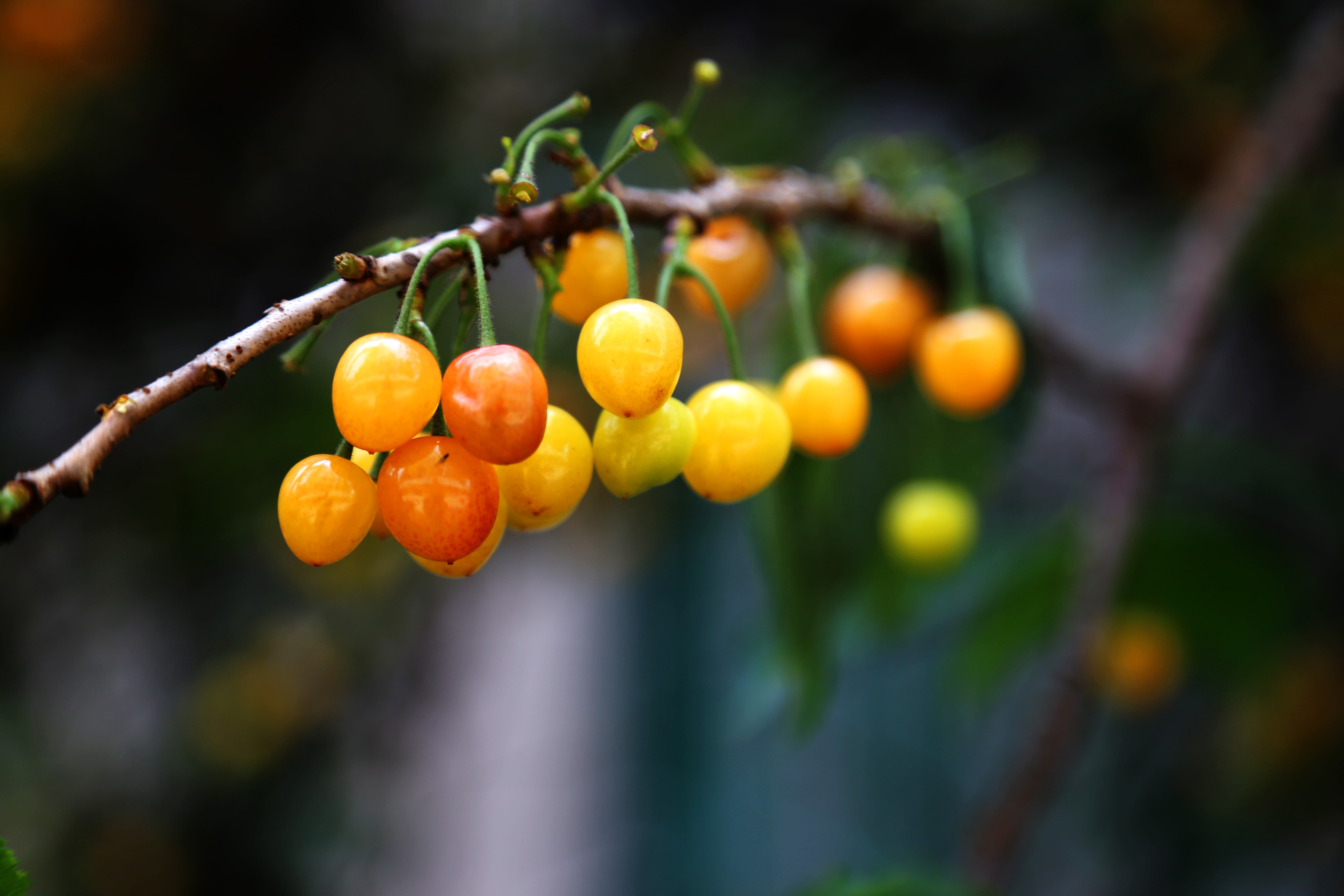 Yellow and orange cherries on a branch HD Wallpaper