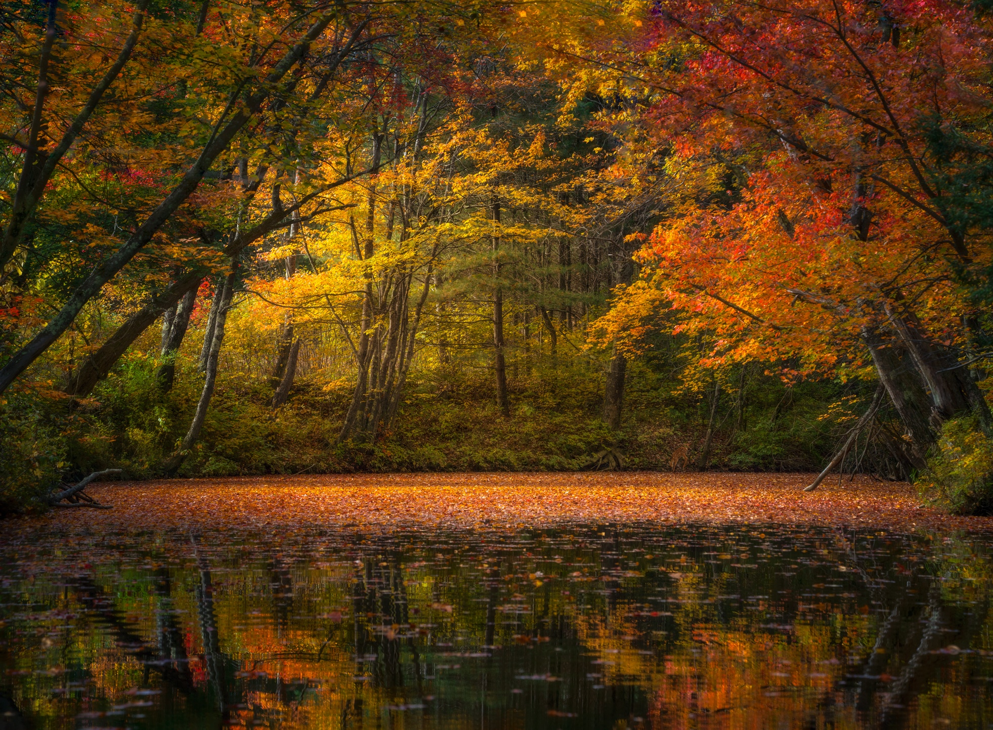Autumn forest with fallen leaves on a lake HD Wallpaper