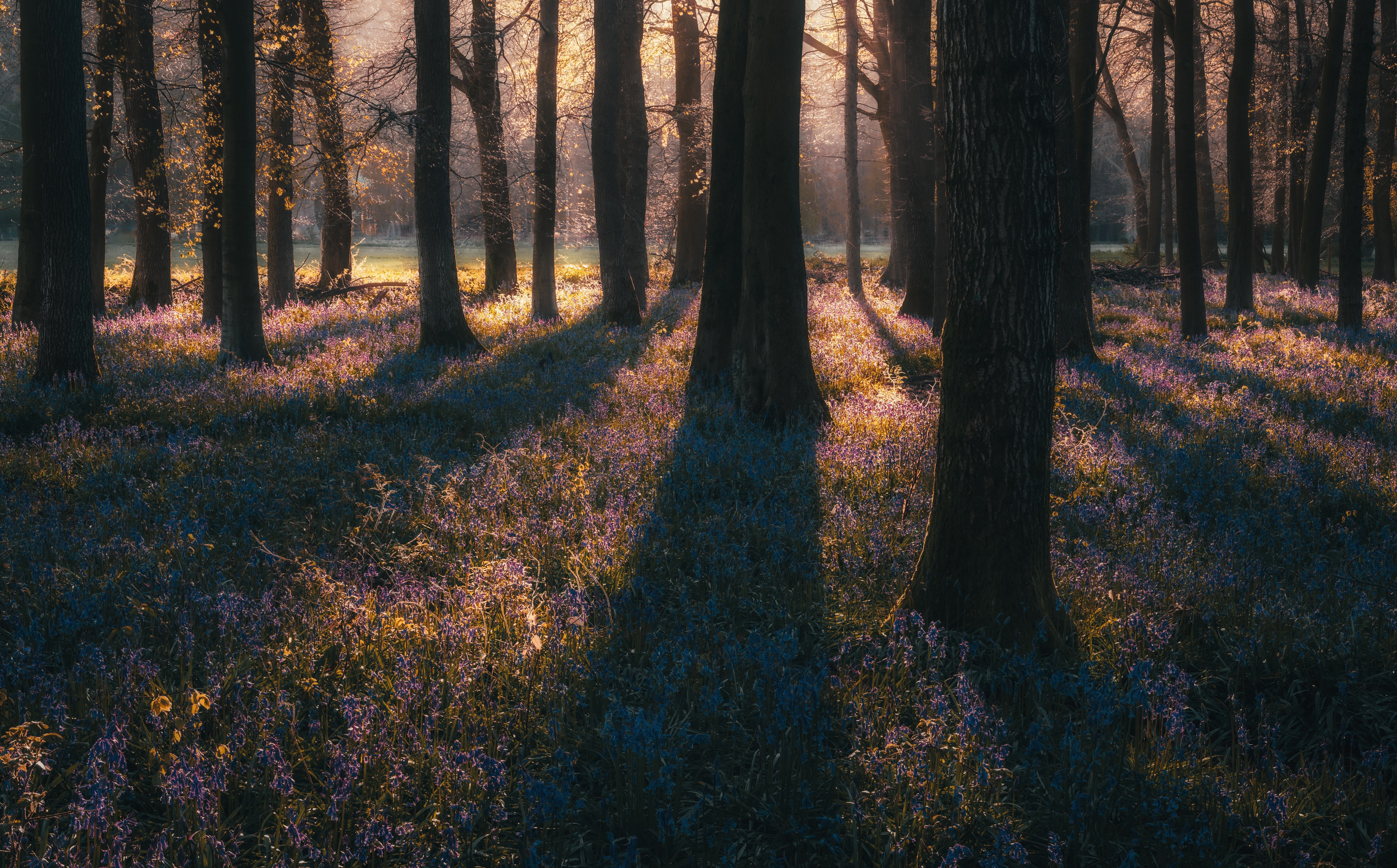 4K forest with bluebells at sunset HD Wallpaper