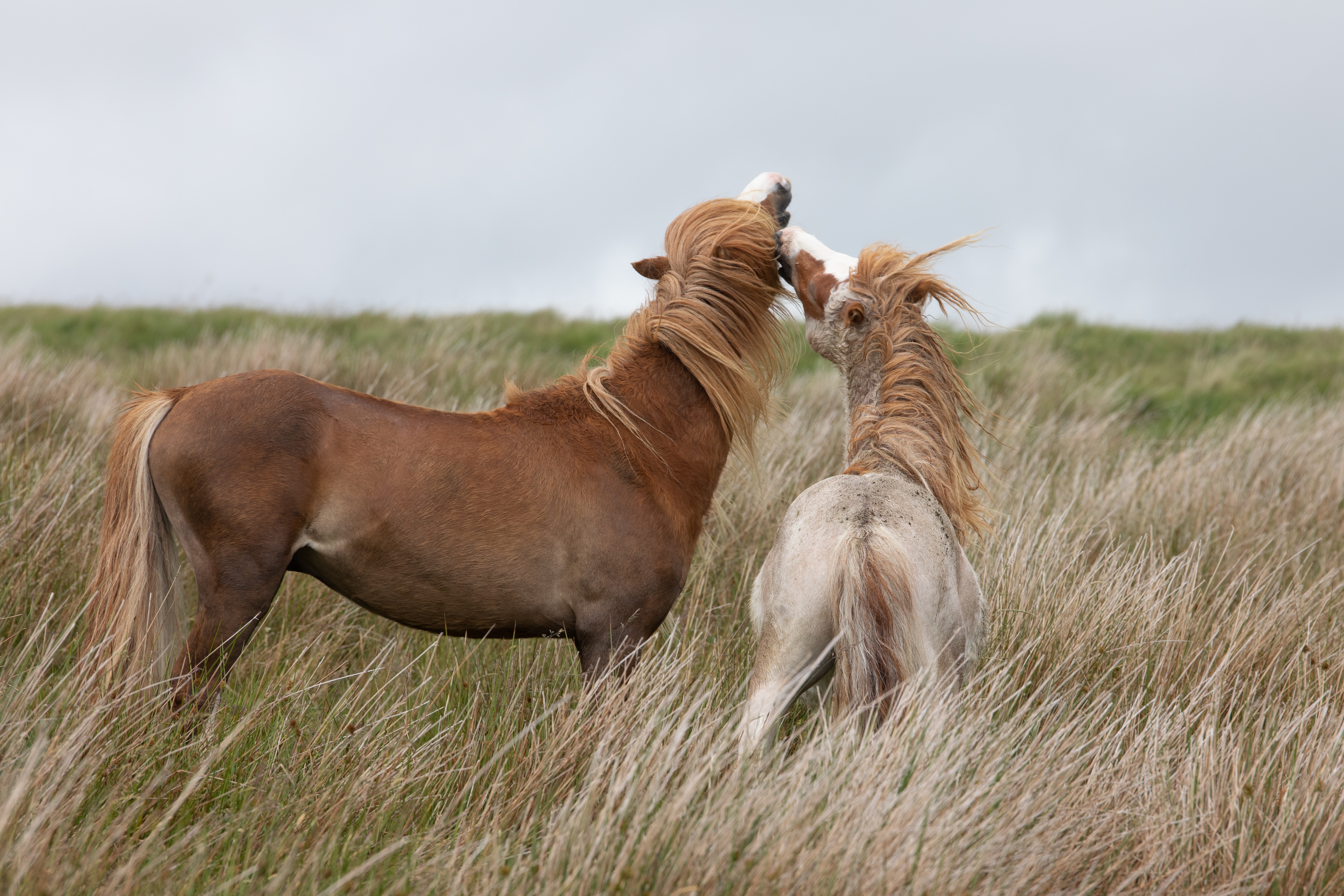 Two horses playing in tall grass HD Wallpaper