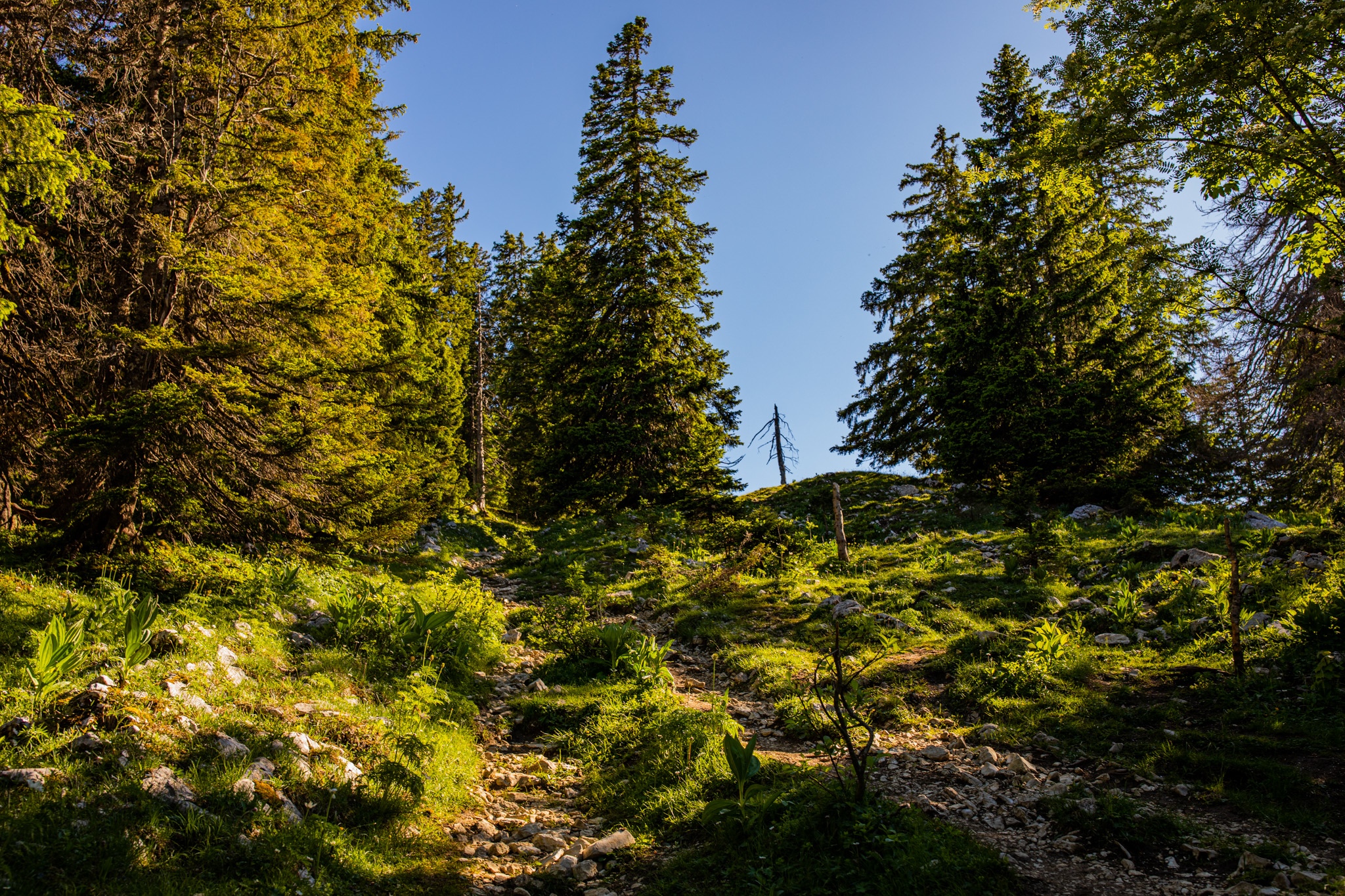 A rocky path winds through a sunlit forest with tall trees. HD Wallpaper