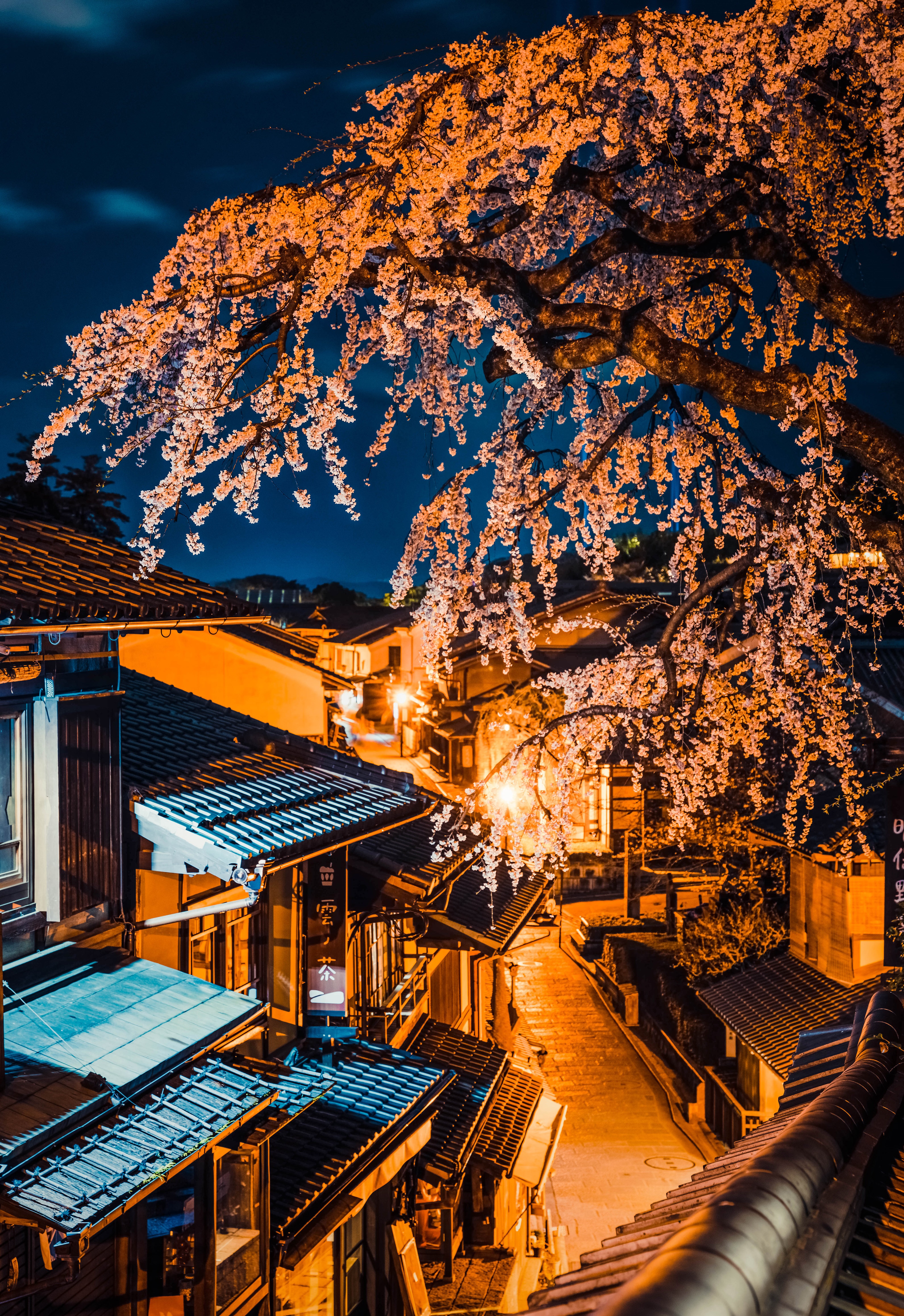 Cherry blossoms at night in a Japanese street HD Phone Wallpaper