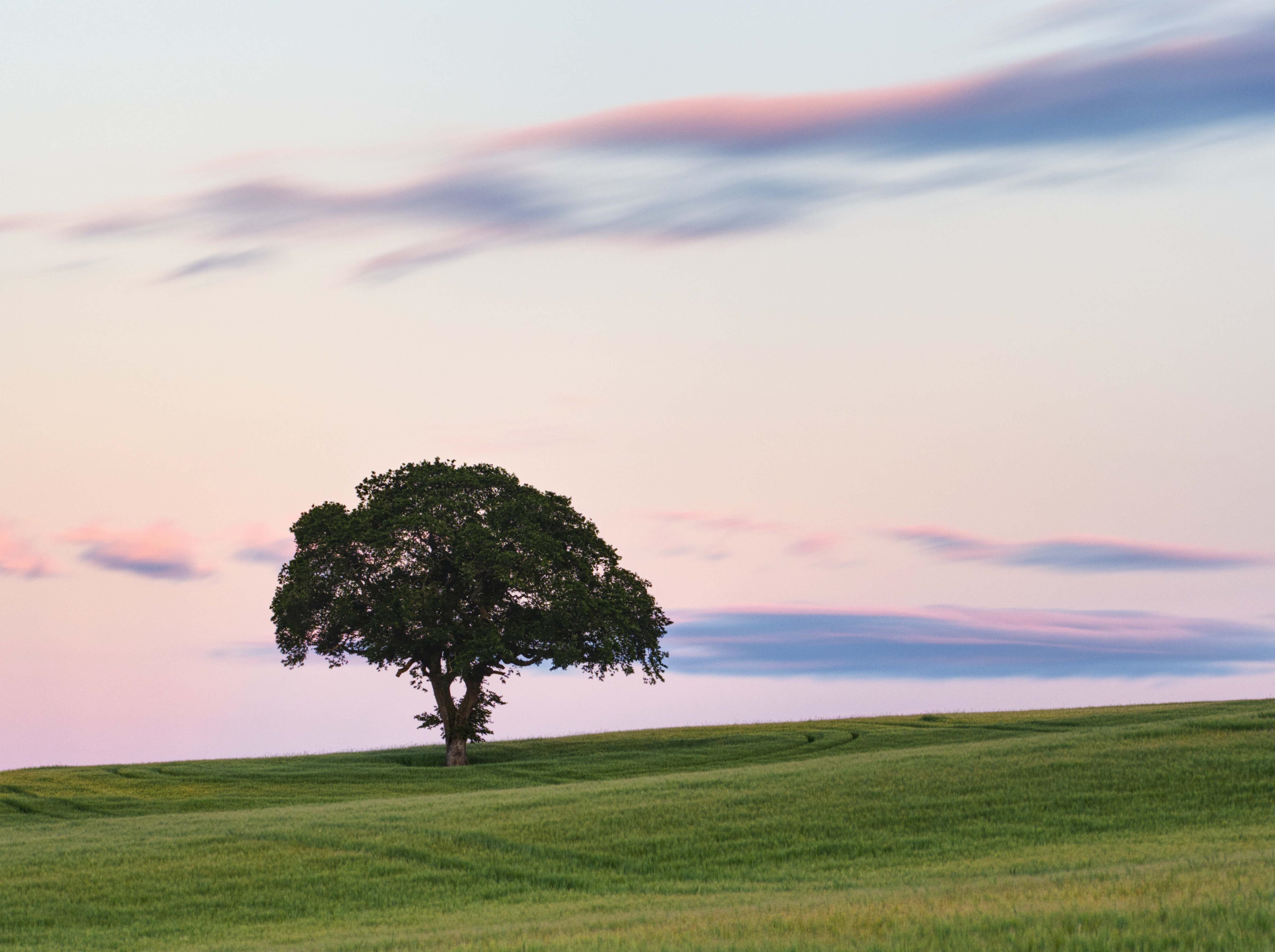 4K Scotland landscape with tree at sunset HD Wallpaper