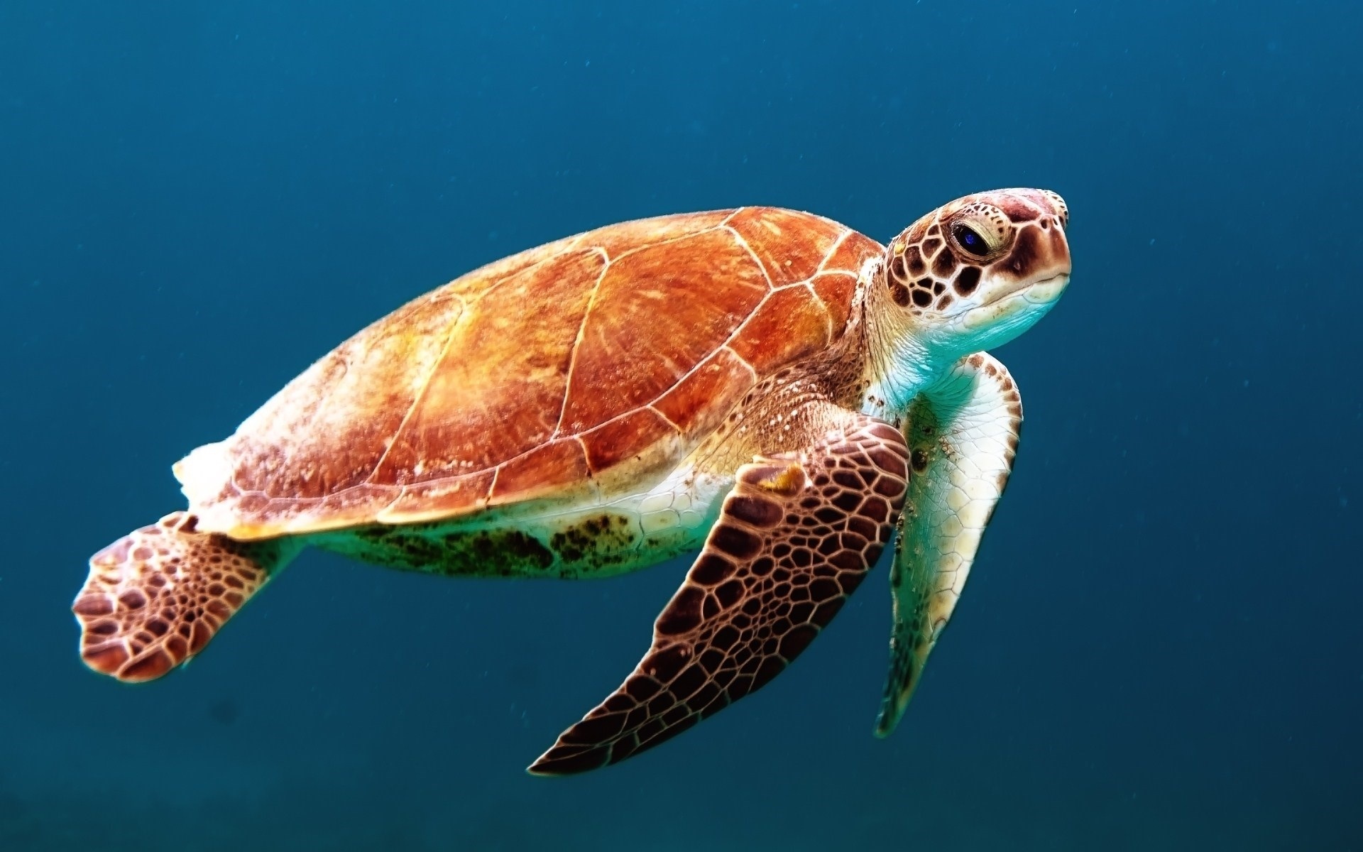 Sea turtle swimming in blue ocean water HD Wallpaper