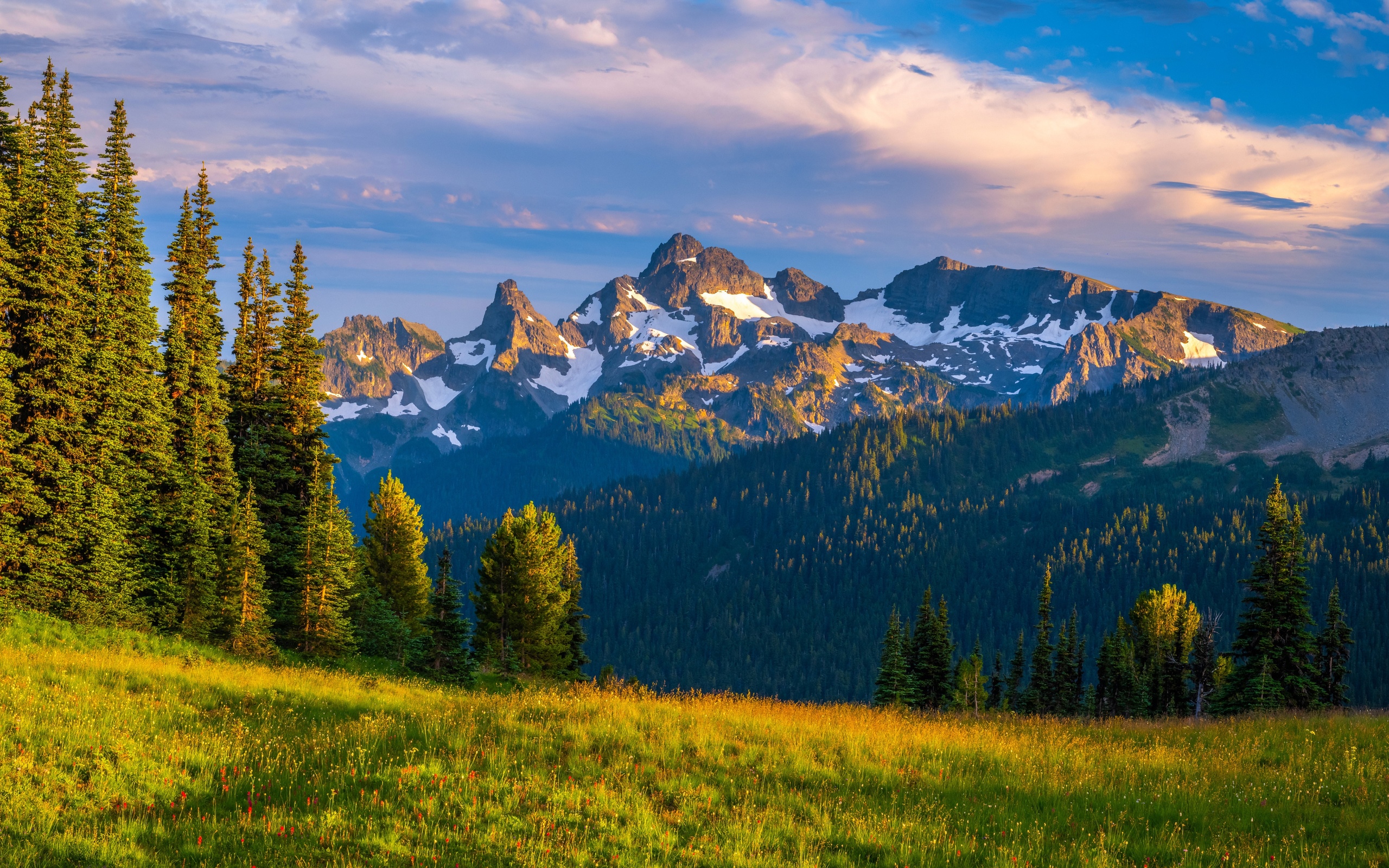 Snow-capped mountains behind a grassy meadow and pine trees HD Wallpaper
