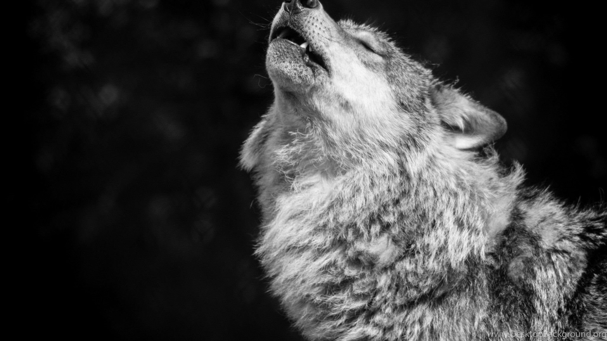 Monochrome close-up of a wolf howling HD Wallpaper