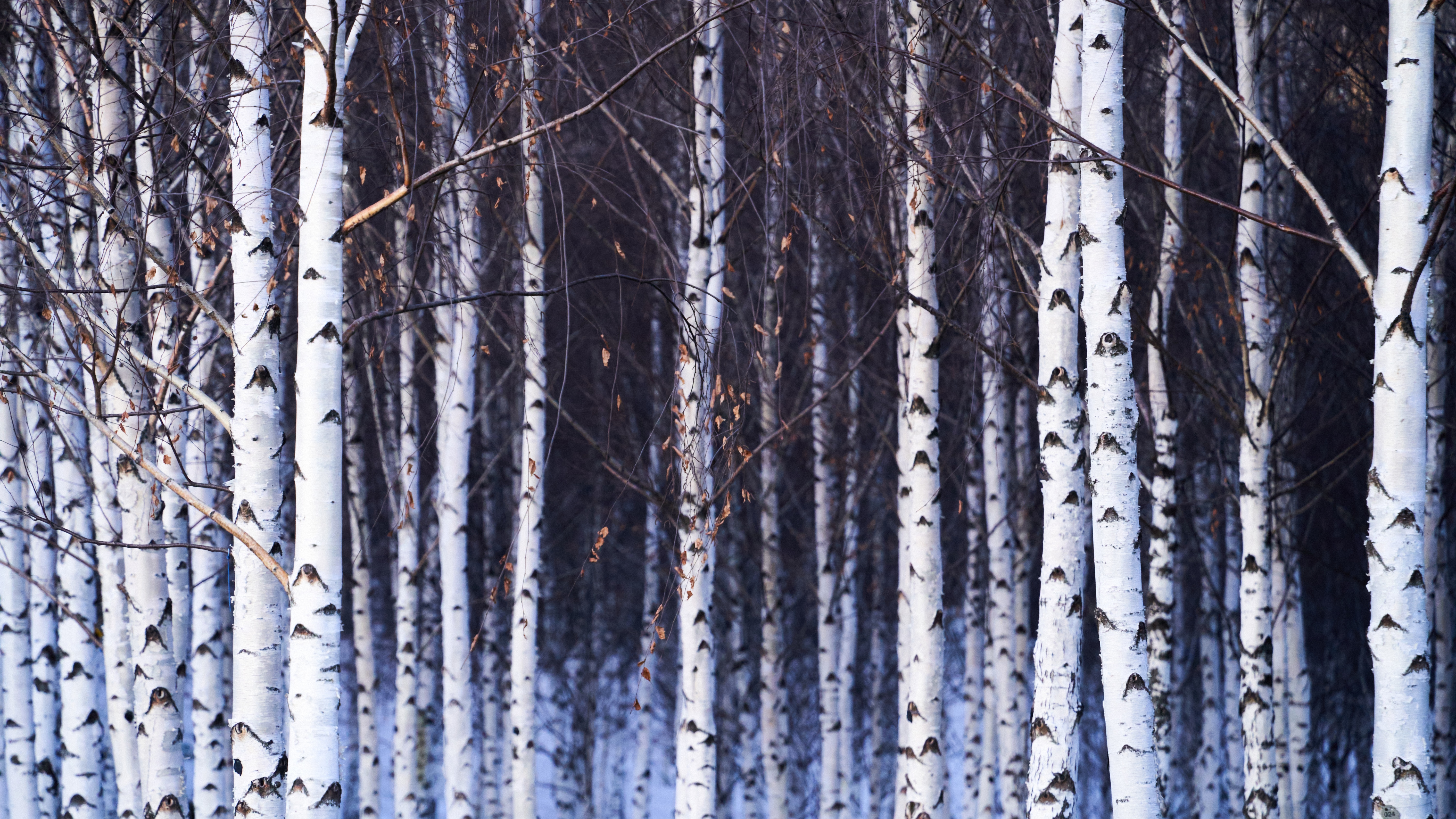 Birch trees in winter in Quebec, Canada HD Wallpaper